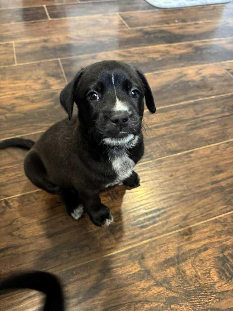 Enlarge Noir (Wine Litter), a Adoptable mixed breed in New Albany, OH image 4/5