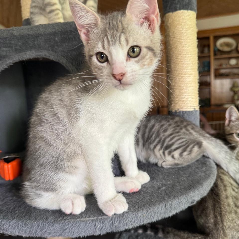 Bryson, Adoptable, Kitten Male Domestic Short Hair.