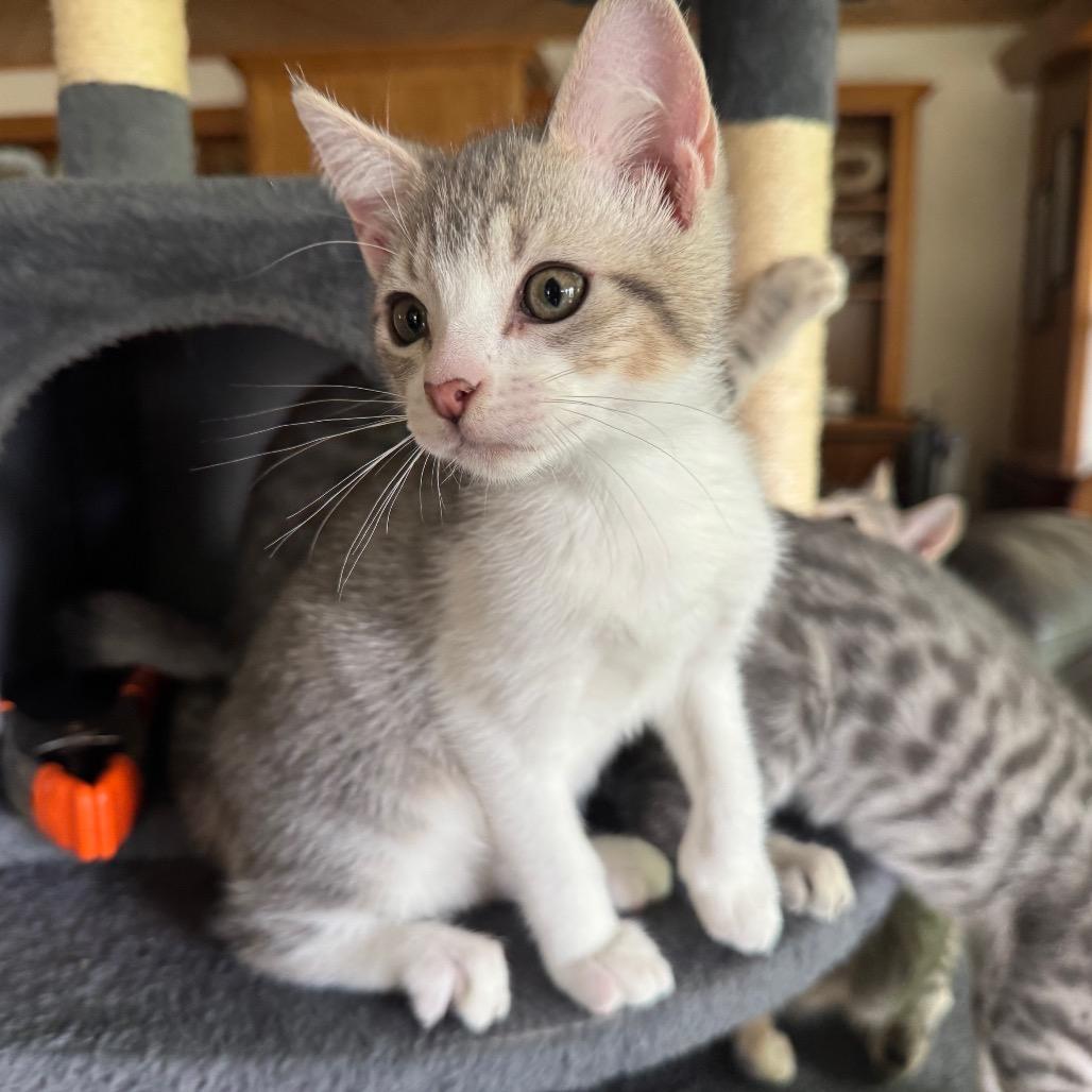 Bryson, a Adoptable Domestic Short Hair in Bulverde, TX image 3/4