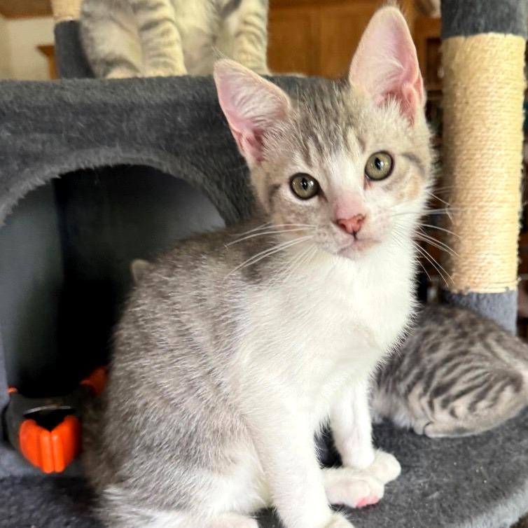 Bryson, a Adoptable Domestic Short Hair in Bulverde, TX image 4/4