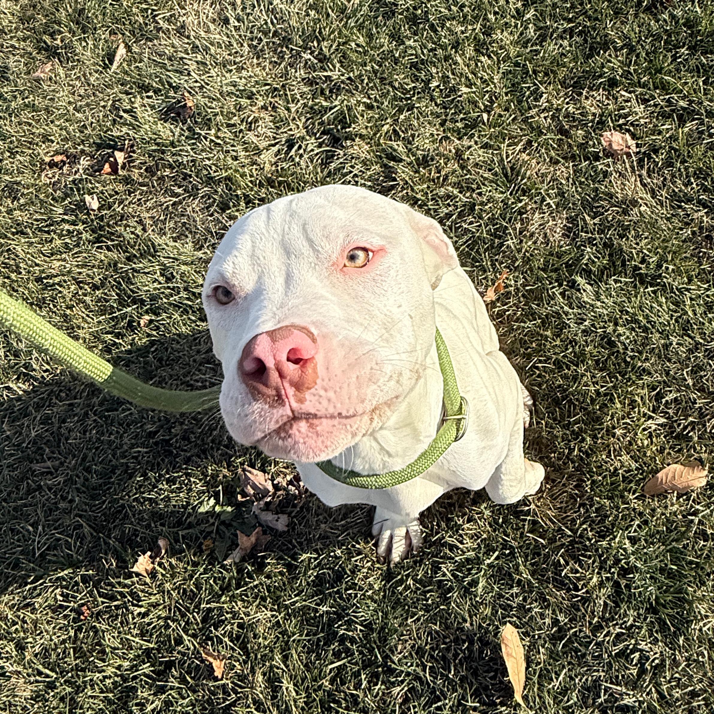 Enlarge Cloud, an adopted Pit Bull Terrier in Urbana, IL image 1/3
