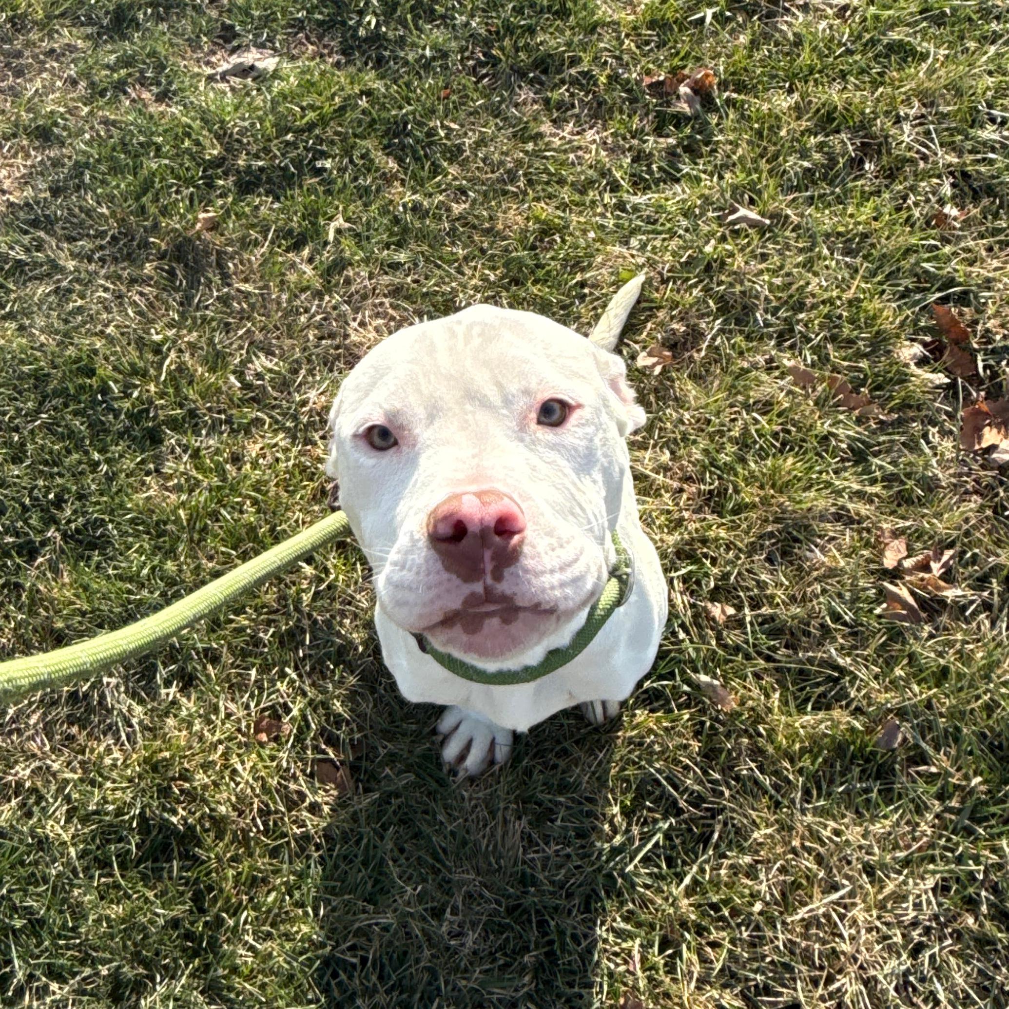 Enlarge Cloud, an adopted Pit Bull Terrier in Urbana, IL image 3/3
