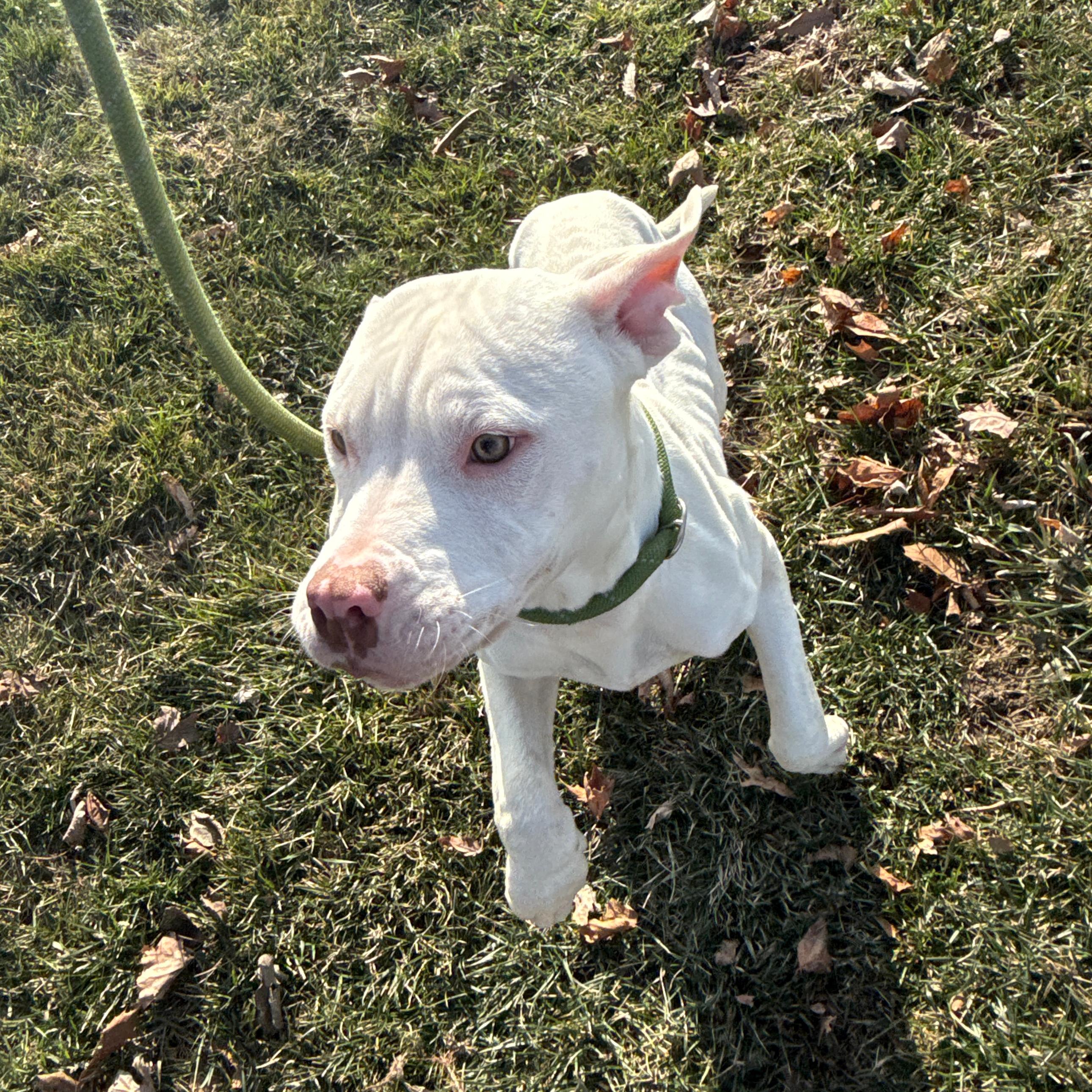 Enlarge Cloud, an adopted Pit Bull Terrier in Urbana, IL image 2/3