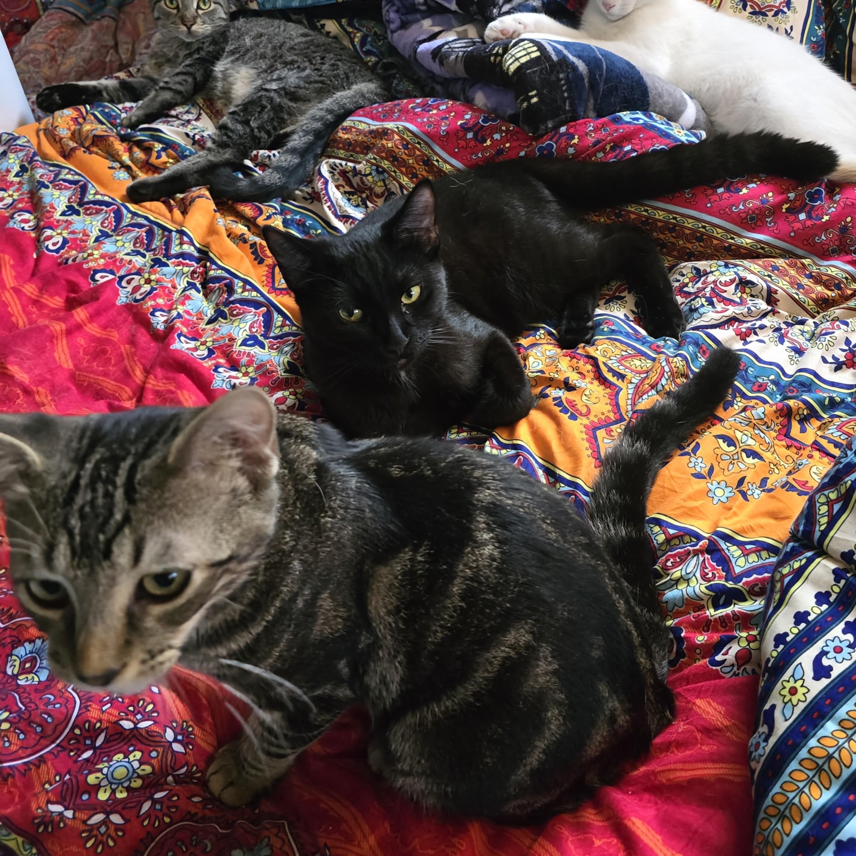 Louie, a Adoptable mixed breed in New Port Richey, FL image 3/3