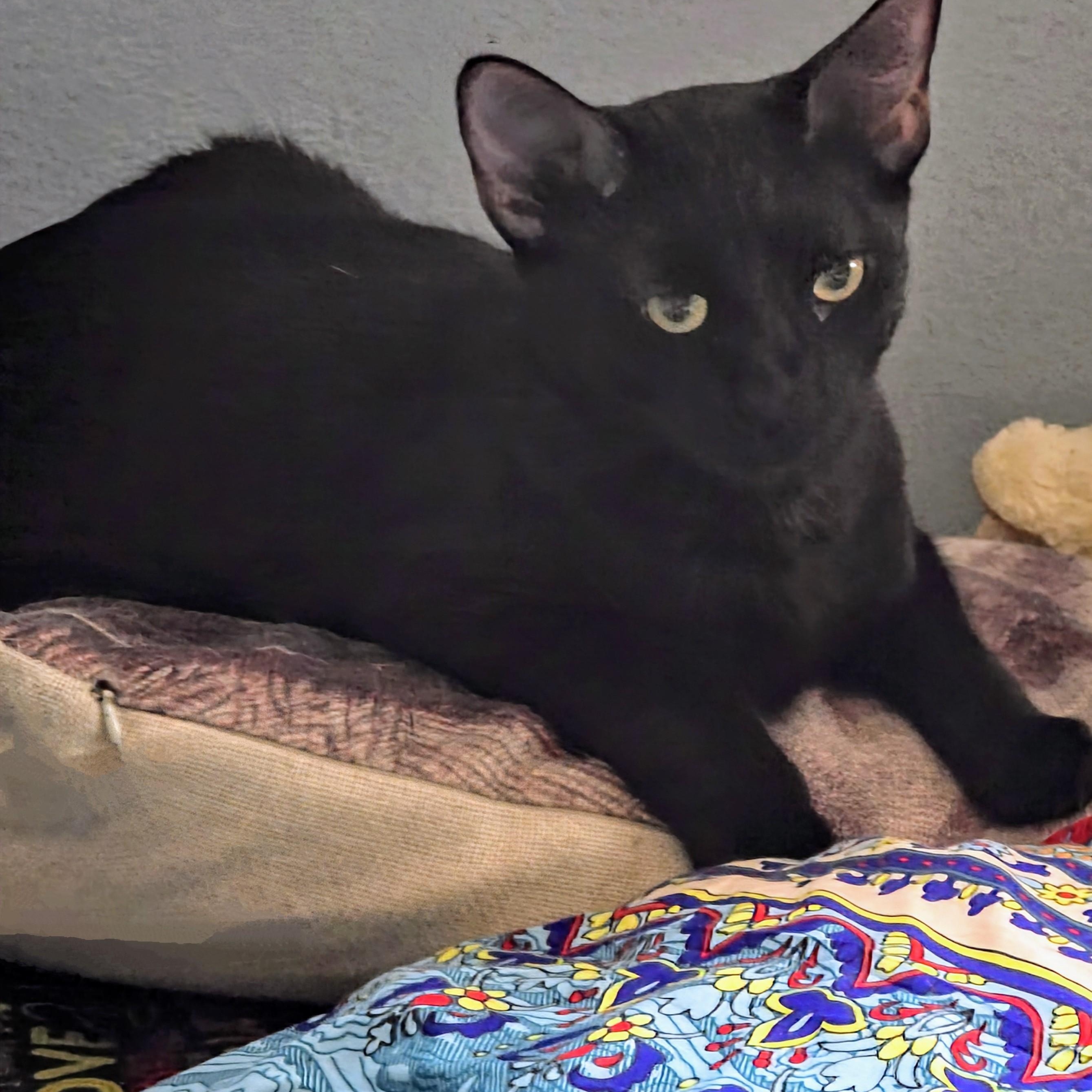 Louie, a Adoptable mixed breed in New Port Richey, FL image 1/3