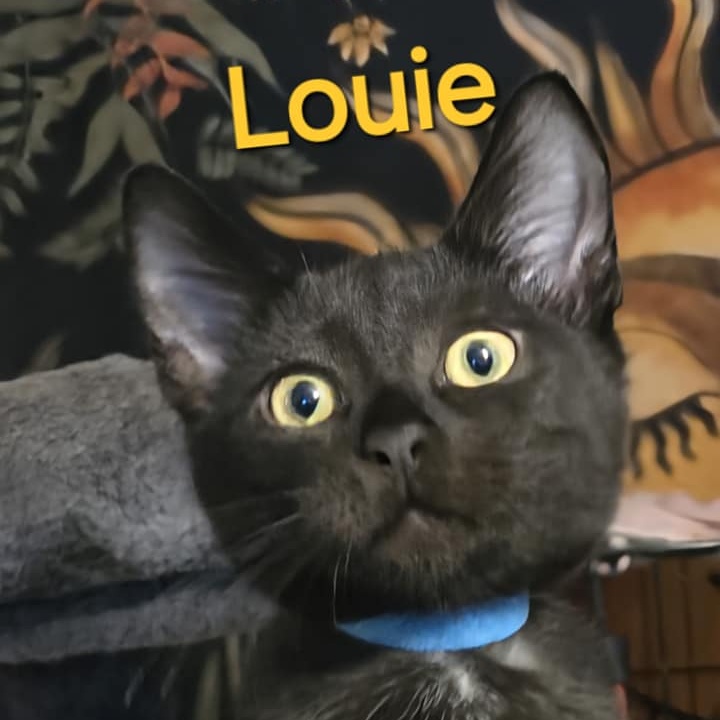 Louie thumbnail 3