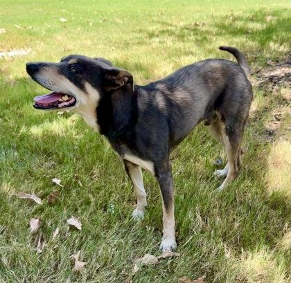 Brutus, Adoptable, Senior Male Mixed Breed & Mixed Breed.