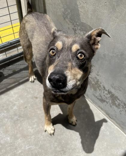 Brutus, Adoptable, Senior Male Mixed Breed & Mixed Breed.
