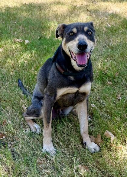Enlarge Brutus, a Adoptable mixed breed in Fort Worth, TX image 3/3