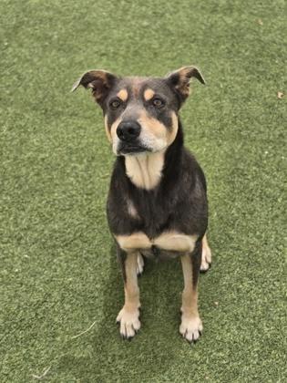 Brutus, a Adoptable mixed breed in Fort Worth, TX image 2/2