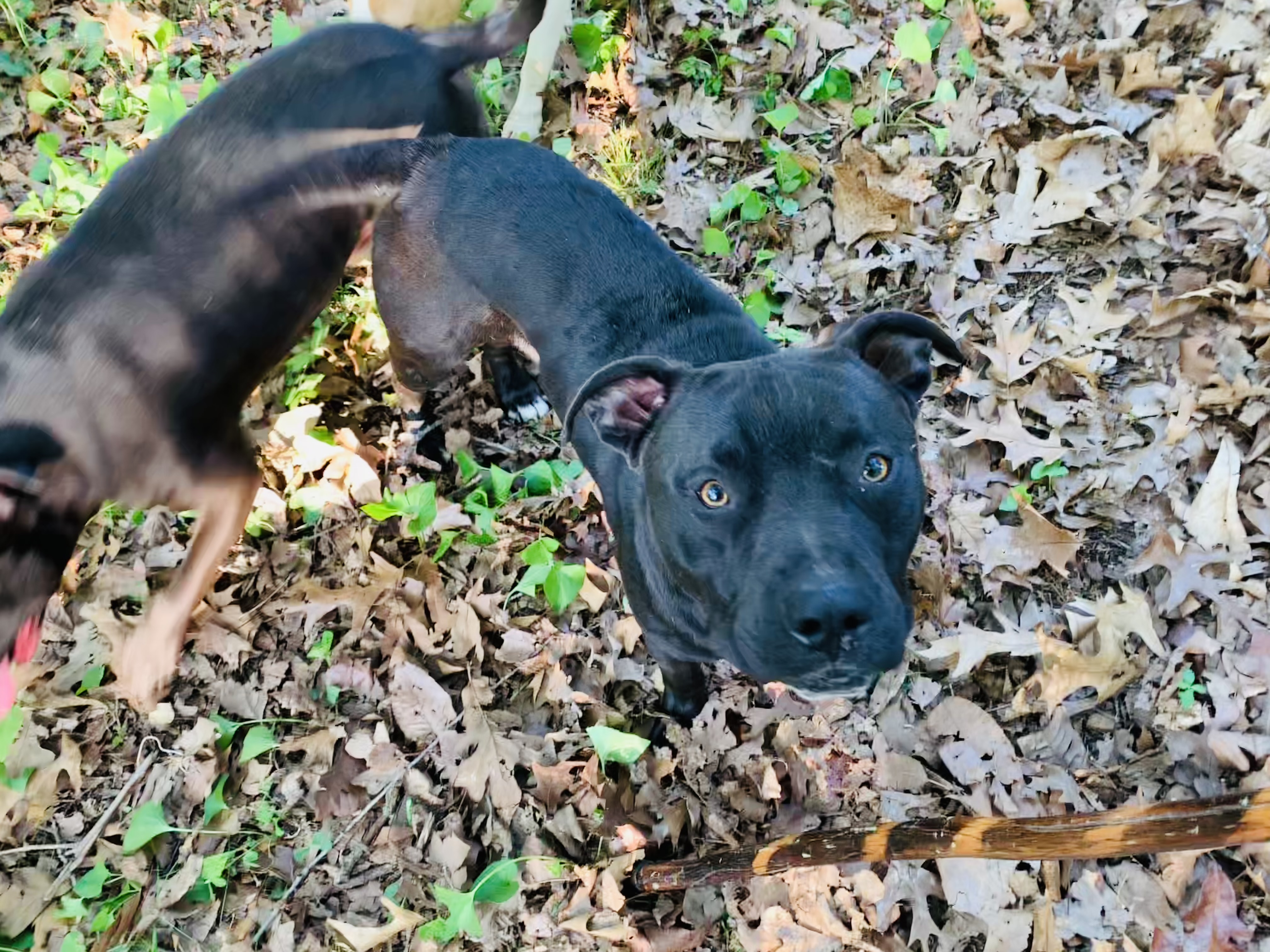 Duke, a Adoptable mixed breed in Rogers, AR image 3/4