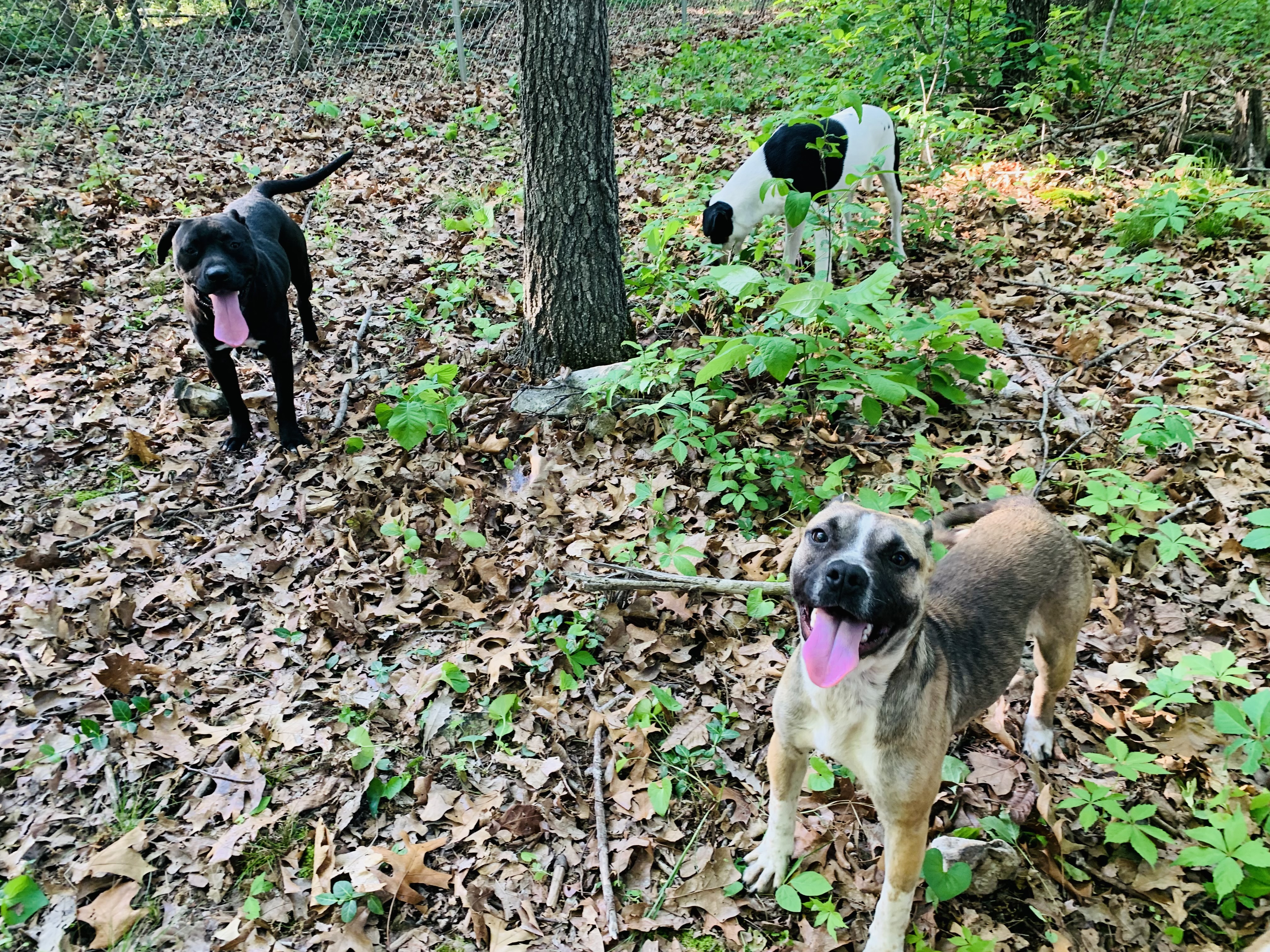 Duke, a Adoptable mixed breed in Rogers, AR image 4/4