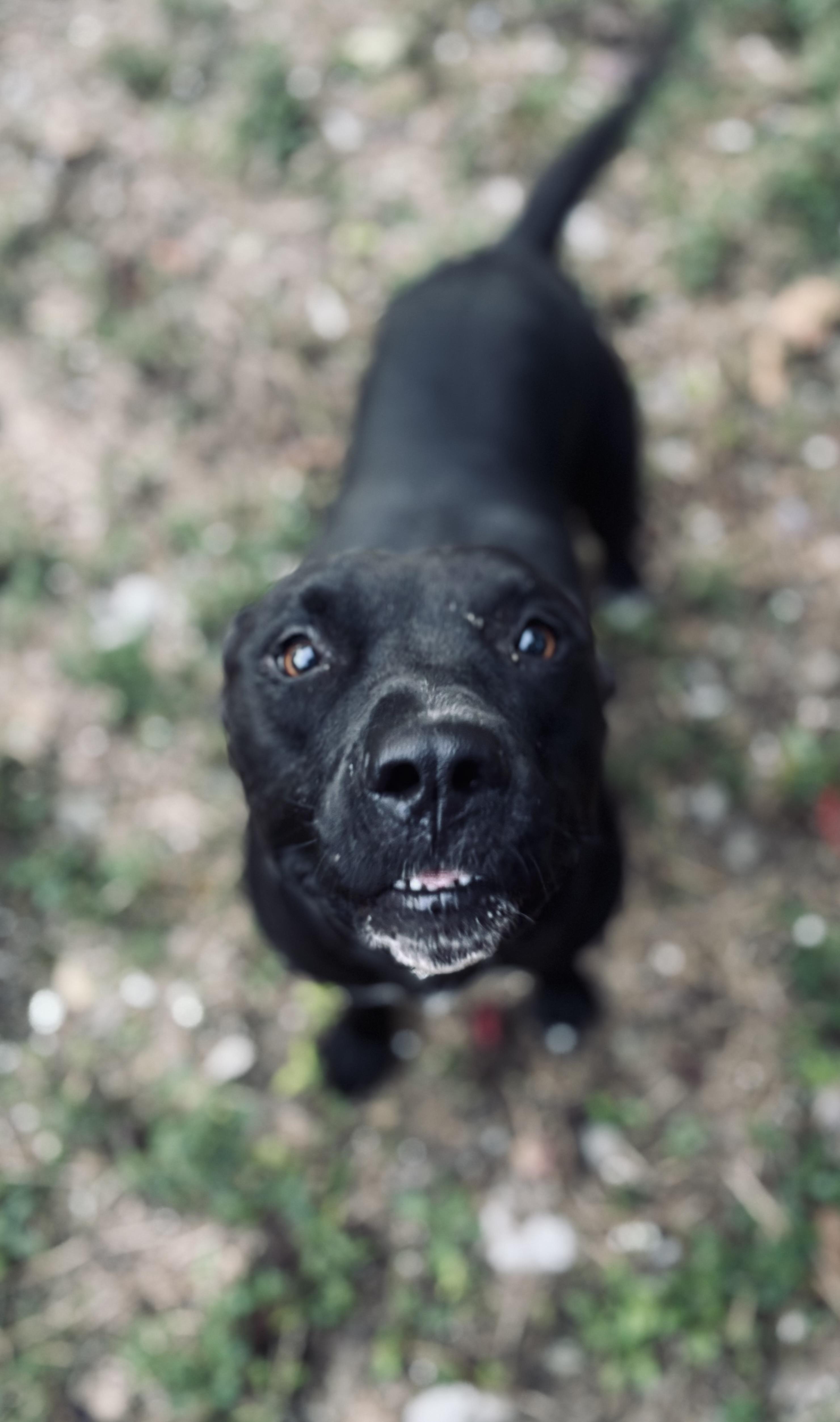 Duke, a Adoptable mixed breed in Rogers, AR image 1/4