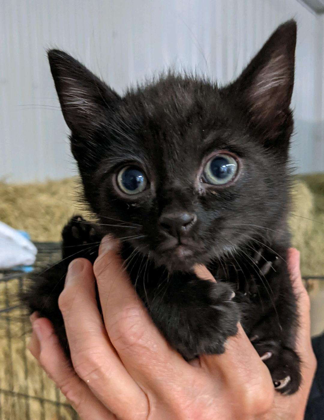 Cyril, an adoptable Burmese, Abyssinian in Ypsilanti, MI, 48197 | Photo Image 4