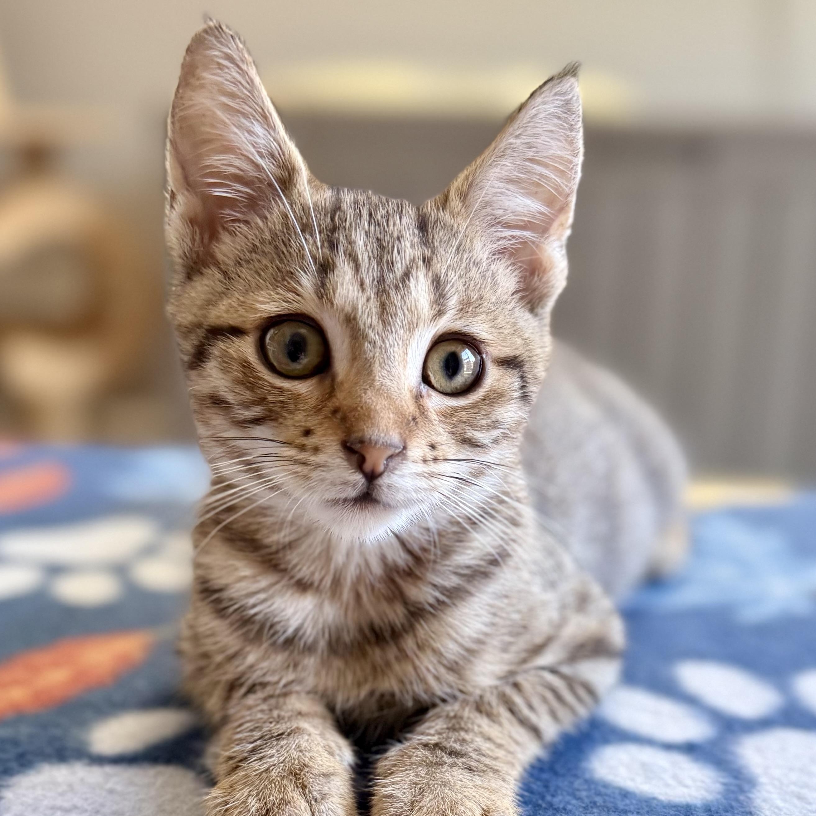 Enlarge Murray, a Adoptable mixed breed in Turnersville, NJ image 2/5