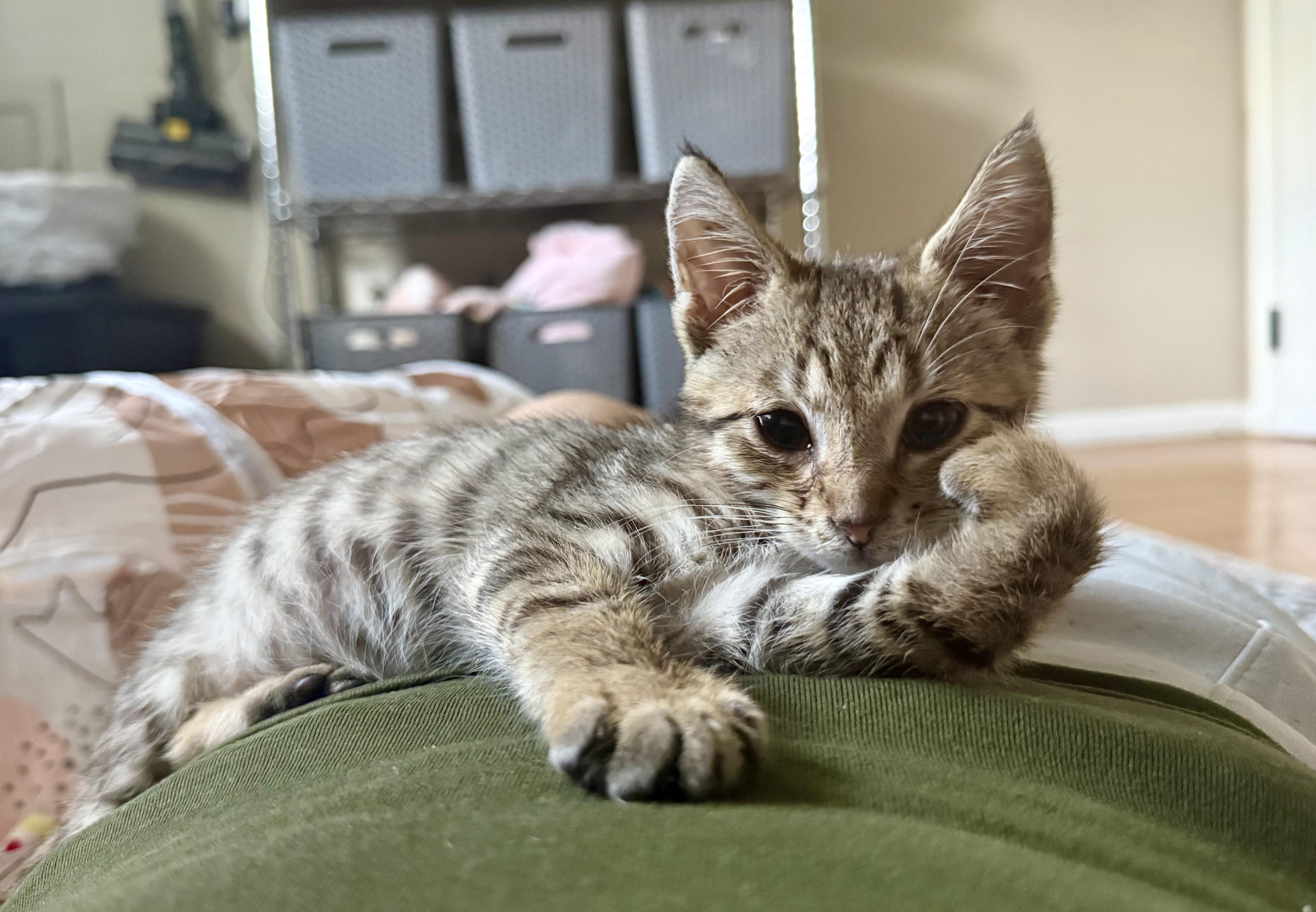 Enlarge Murray, a Adoptable mixed breed in Turnersville, NJ image 4/5