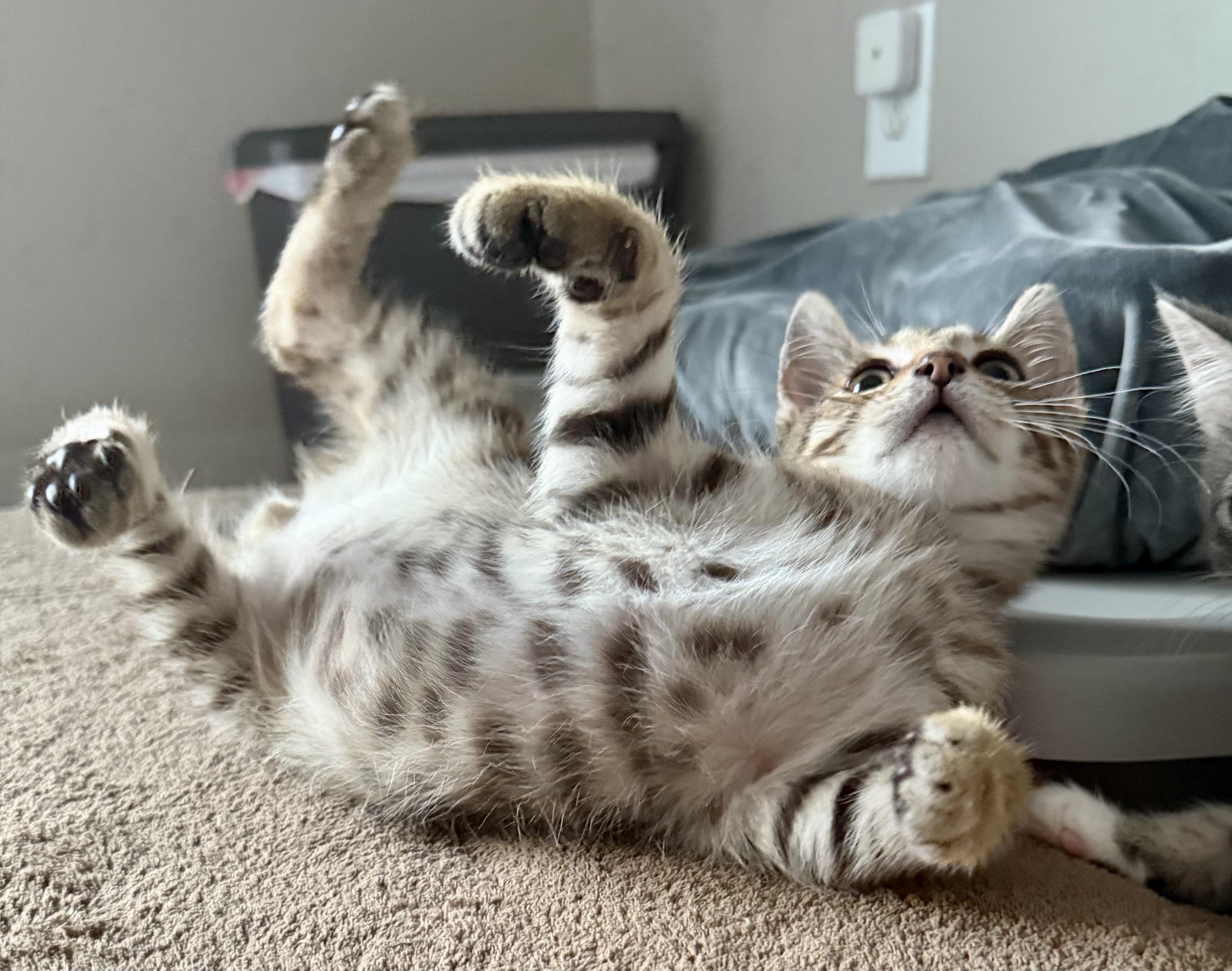 Enlarge Murray, a Adoptable mixed breed in Turnersville, NJ image 5/5