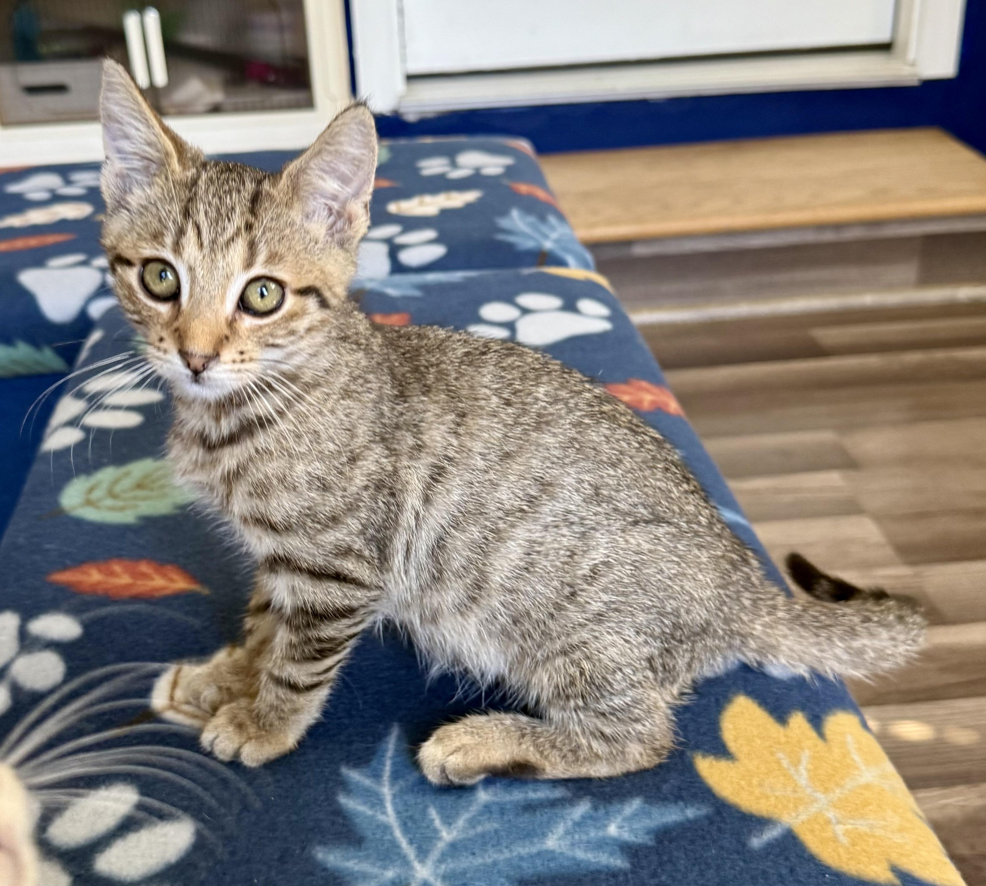 Enlarge Murray, a Adoptable mixed breed in Turnersville, NJ image 3/5