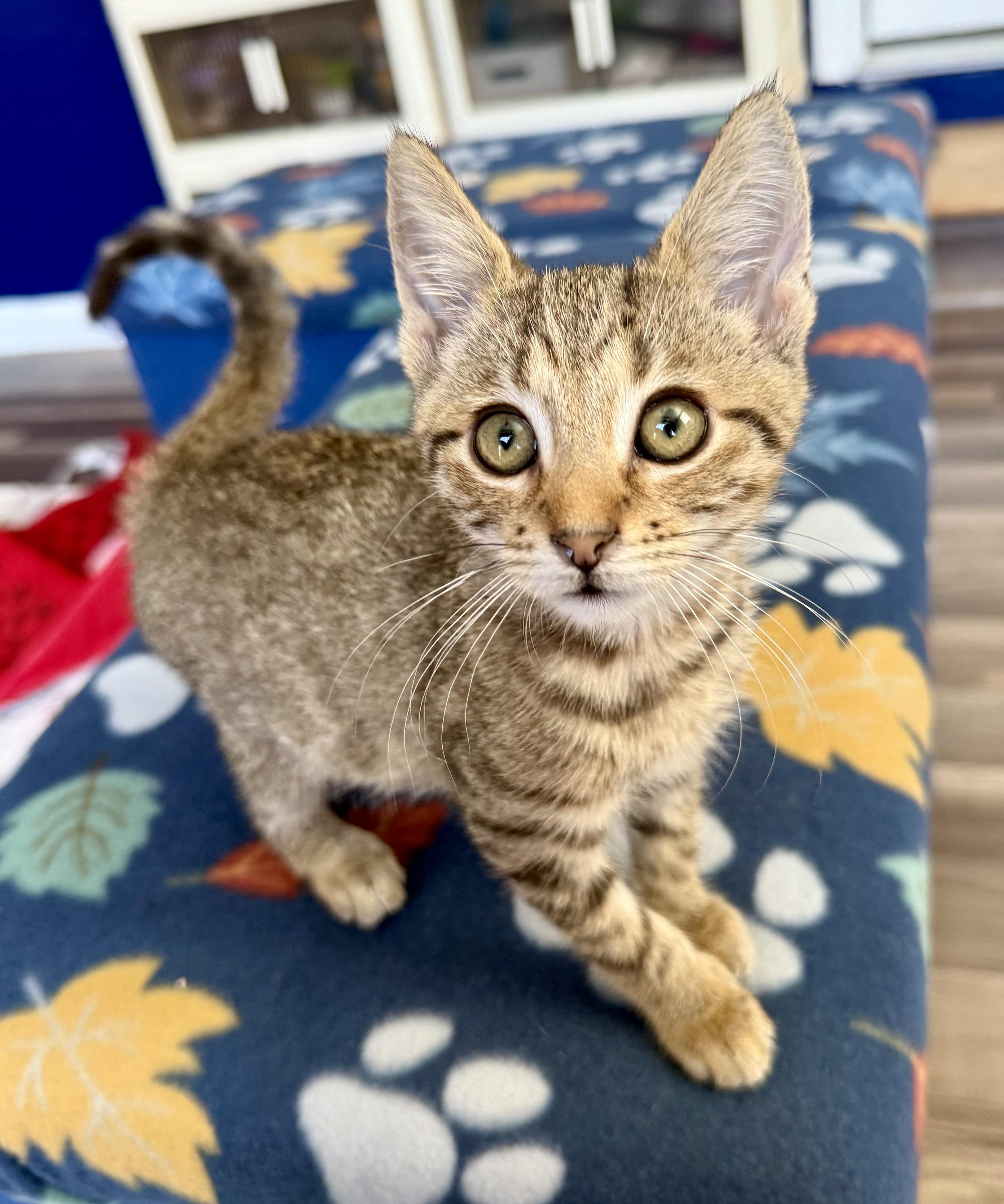 Enlarge Murray, a Adoptable mixed breed in Turnersville, NJ image 1/5