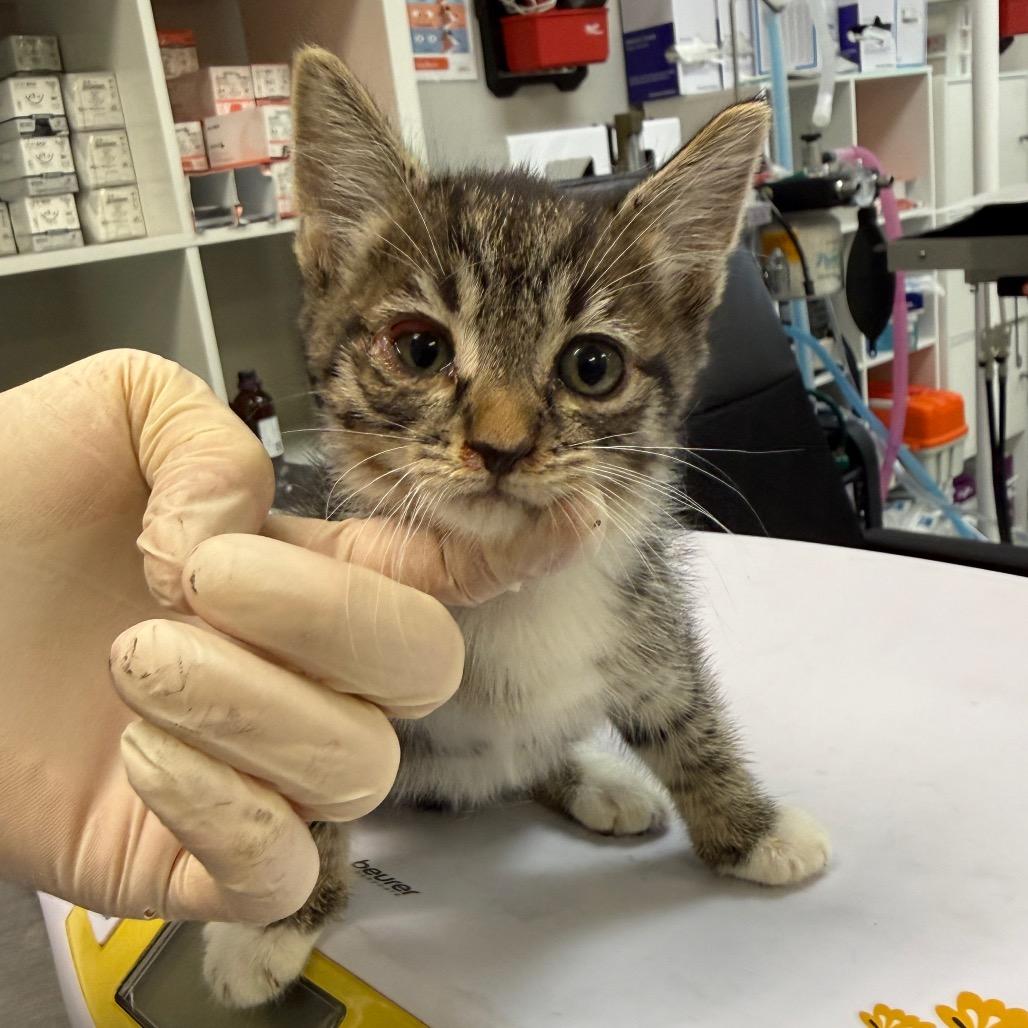 Bam, Adoptable, Kitten Male Domestic Short Hair.