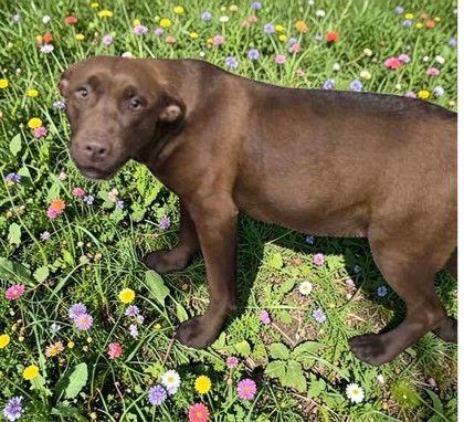 Diamond, Adopted, Adult Female Labrador Retriever.