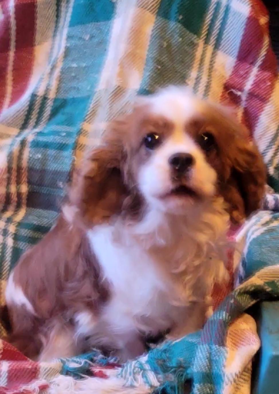 CLARA, adopted, Adult Female Cavalier King Charles Spaniel.