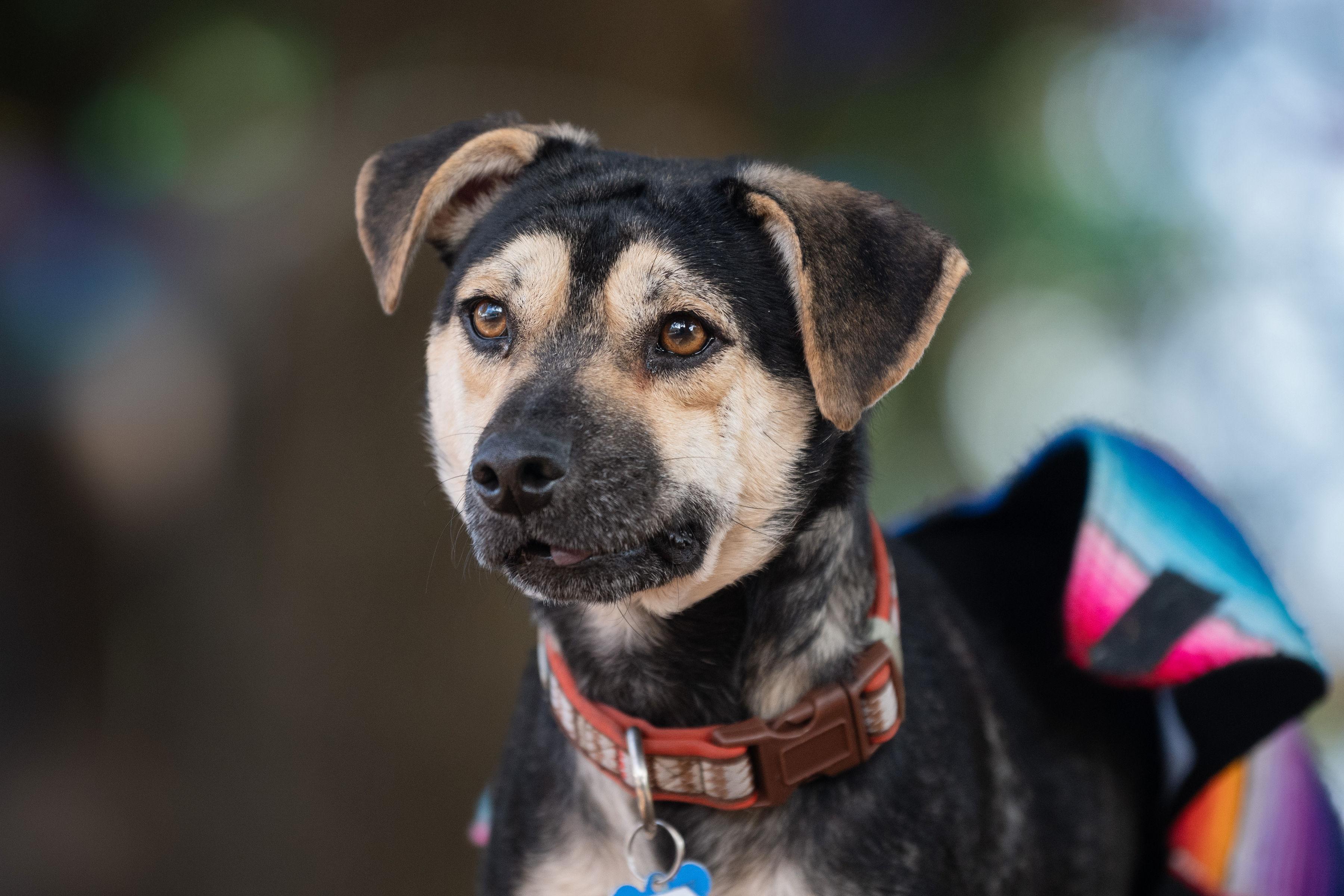 Enlarge Loki, an adopted mixed breed in Santa Rosa, CA image 2/3