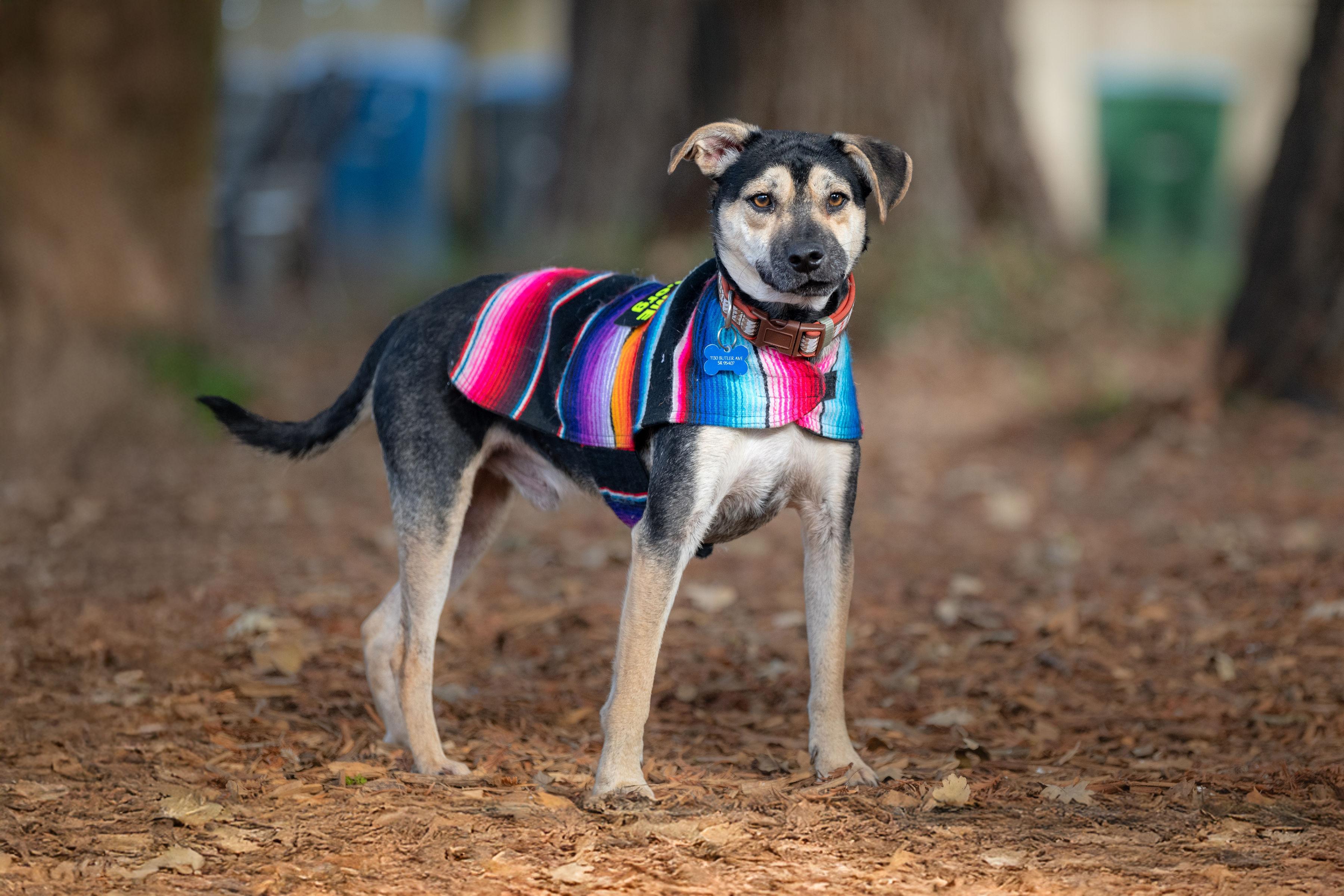 Enlarge Loki, an adopted mixed breed in Santa Rosa, CA image 3/3