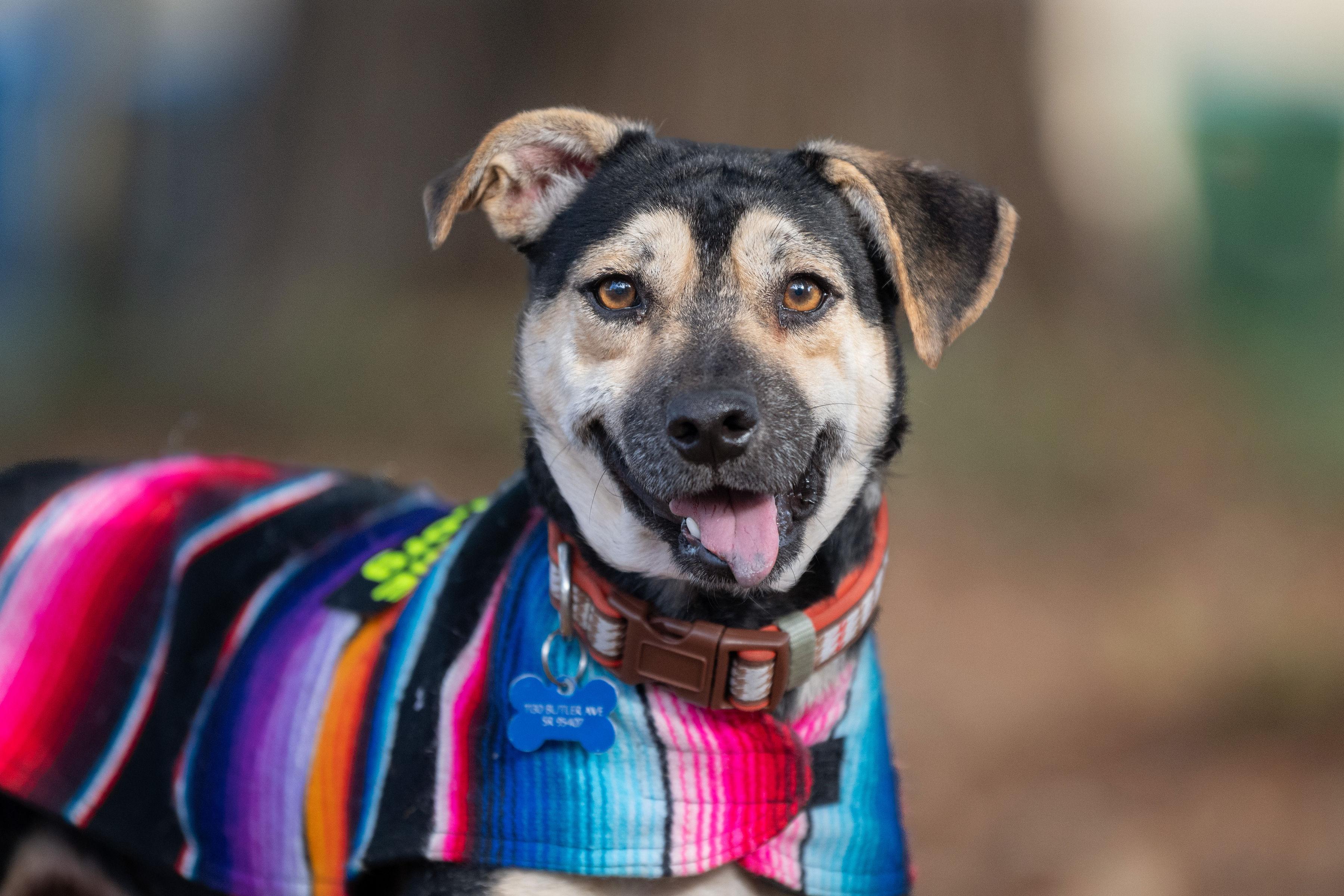 Loki, adopted, Adult Male German Shepherd Dog.
