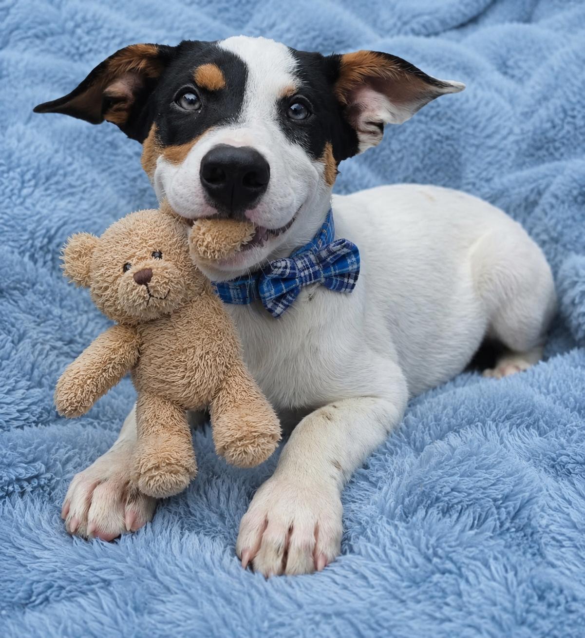 Vance - JackaBea designer puppy, Adopted, Puppy Male Jack Russell Terrier & Beagle.