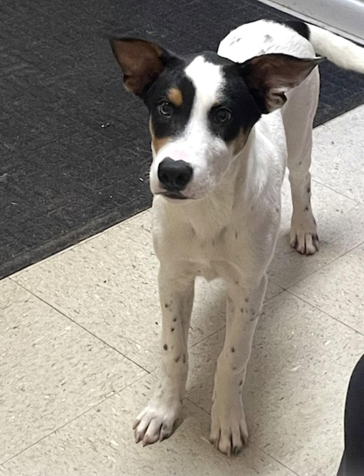 Enlarge Vance - JackaBea designer puppy, a Adopted mixed breed in Mount Laurel, NJ image 2/3