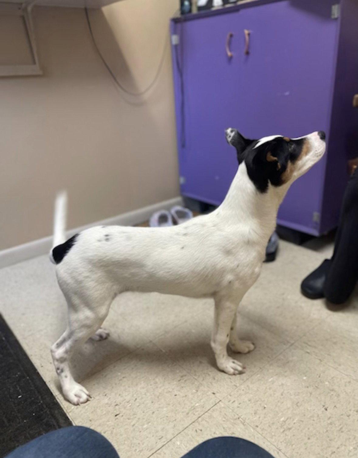 Enlarge Vance - JackaBea designer puppy, a Adopted mixed breed in Mount Laurel, NJ image 3/3