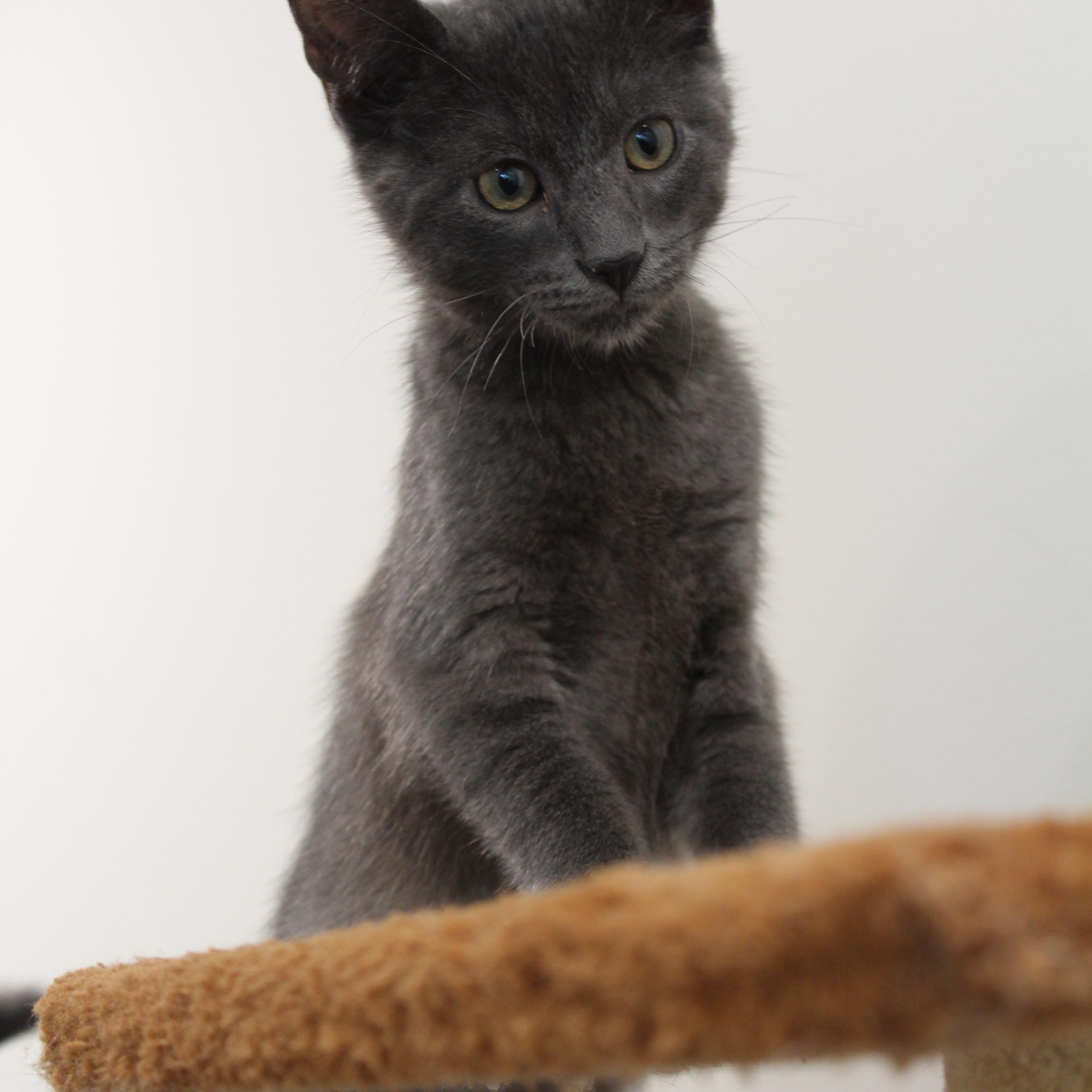 Ted, Adoptable, Young Male Domestic Short Hair.