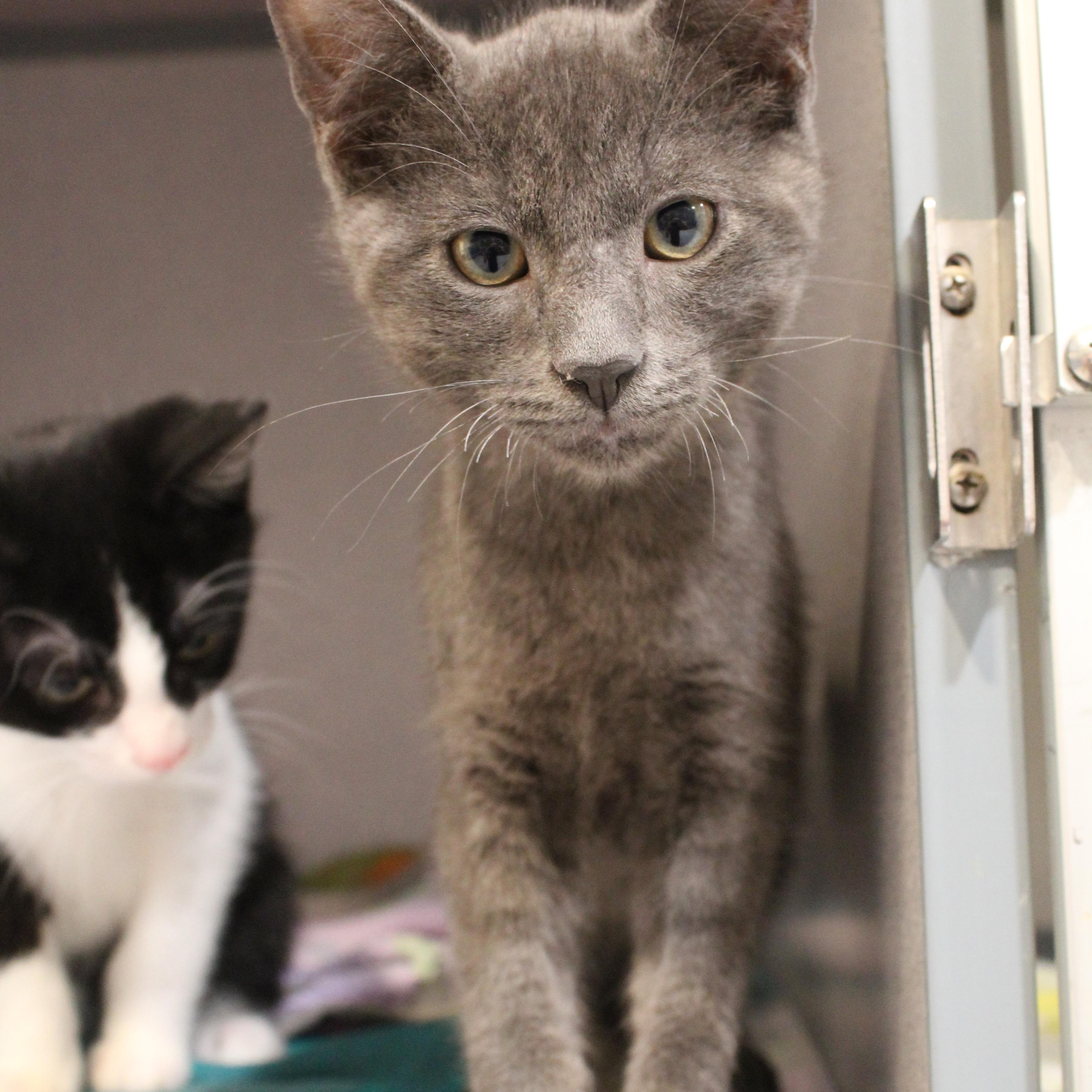 Enlarge Ted, a Adoptable Domestic Short Hair in Newport Beach, CA image 2/2