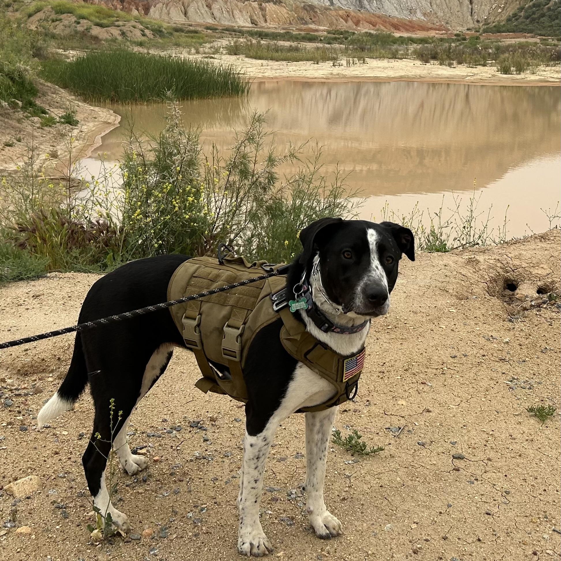 Enlarge Lola~pro trained and affectionate, a Adoptable mixed breed in Wilsonville, OR image 3/6