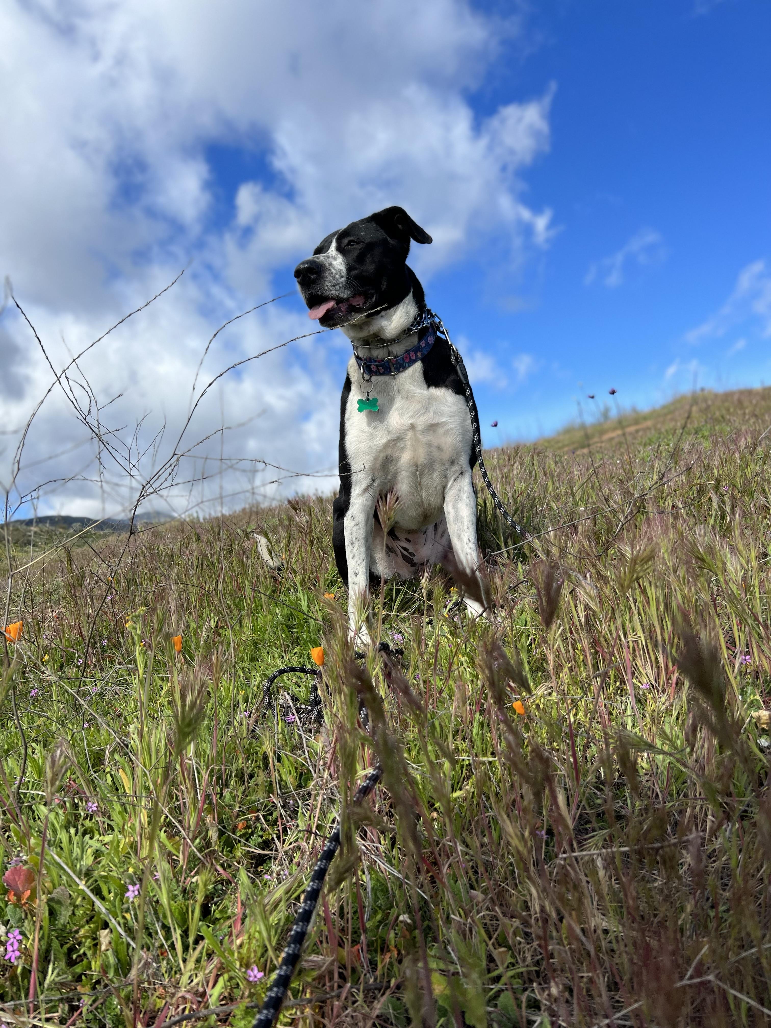 Lola~pro Trained And Affectionate thumbnail 3