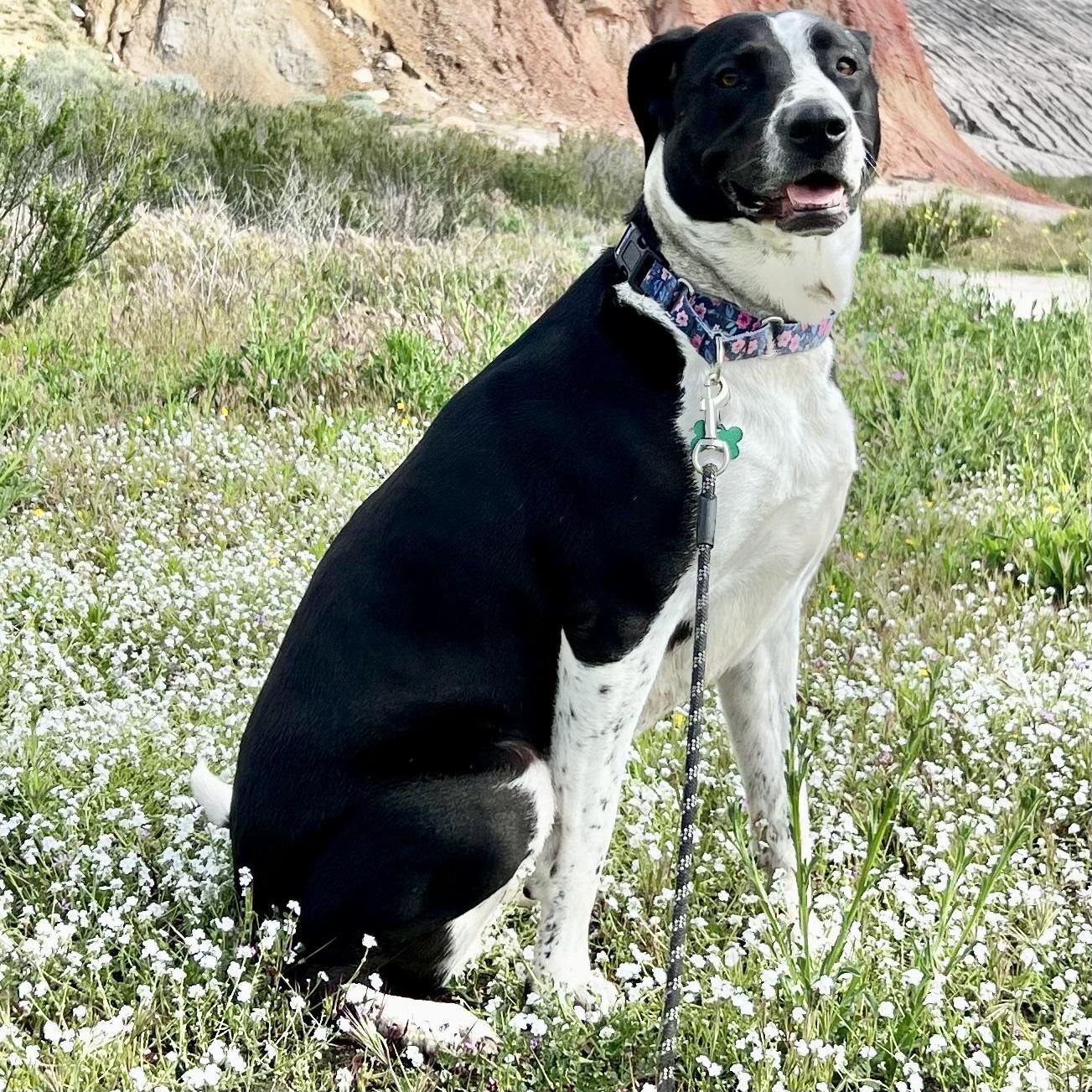 Enlarge Lola~pro trained and affectionate, a Adoptable mixed breed in Wilsonville, OR image 4/6