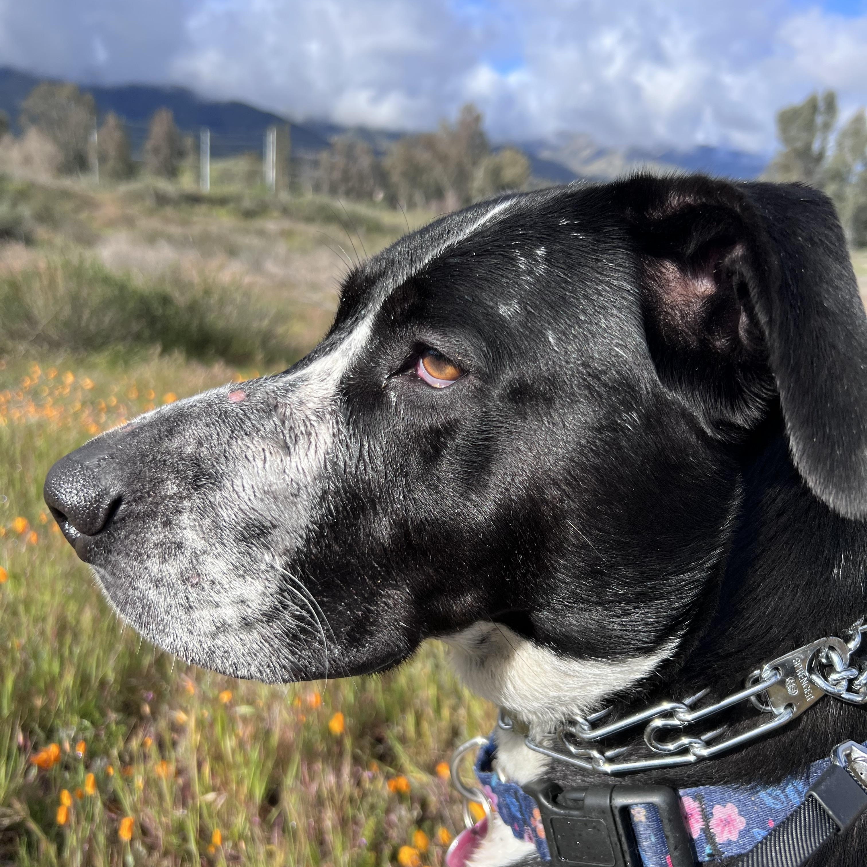 Lola~pro Trained And Affectionate