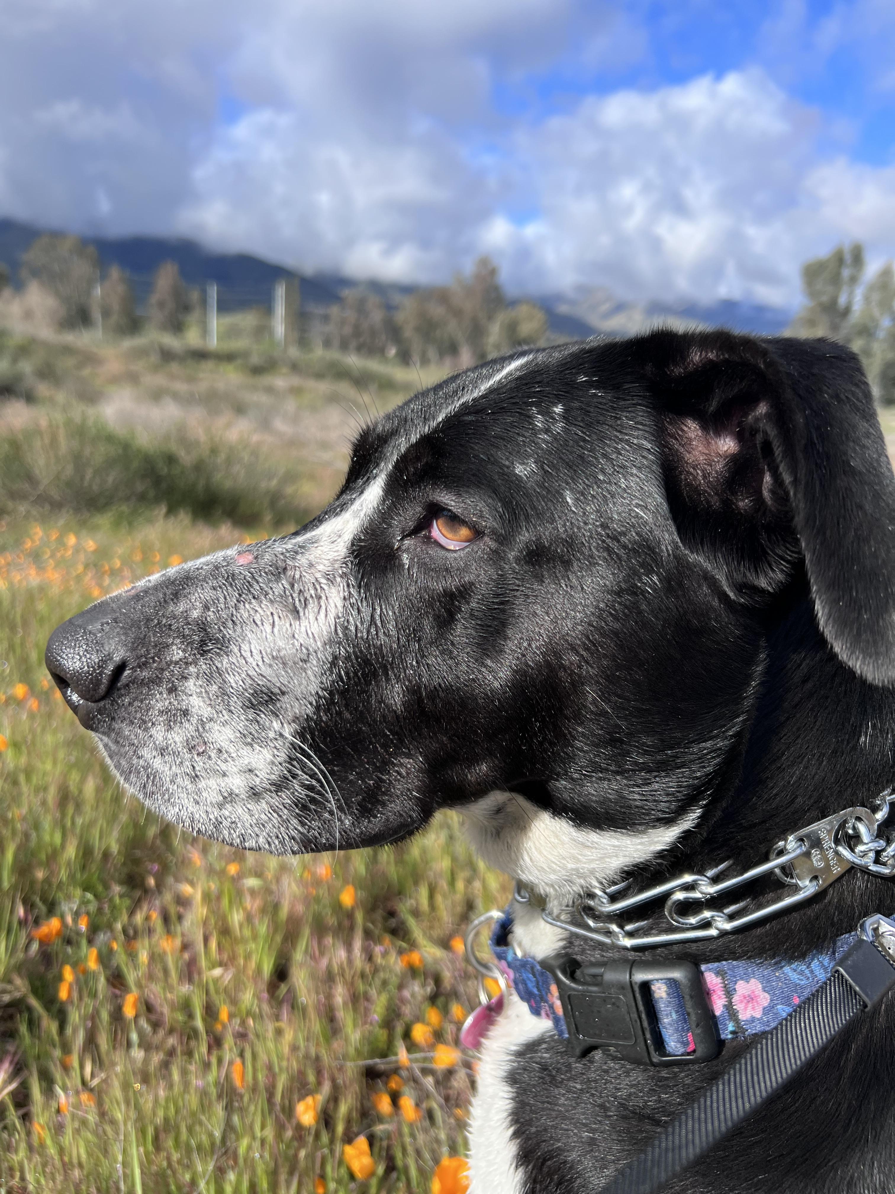 Lola~ Pro Trained And thumbnail 6