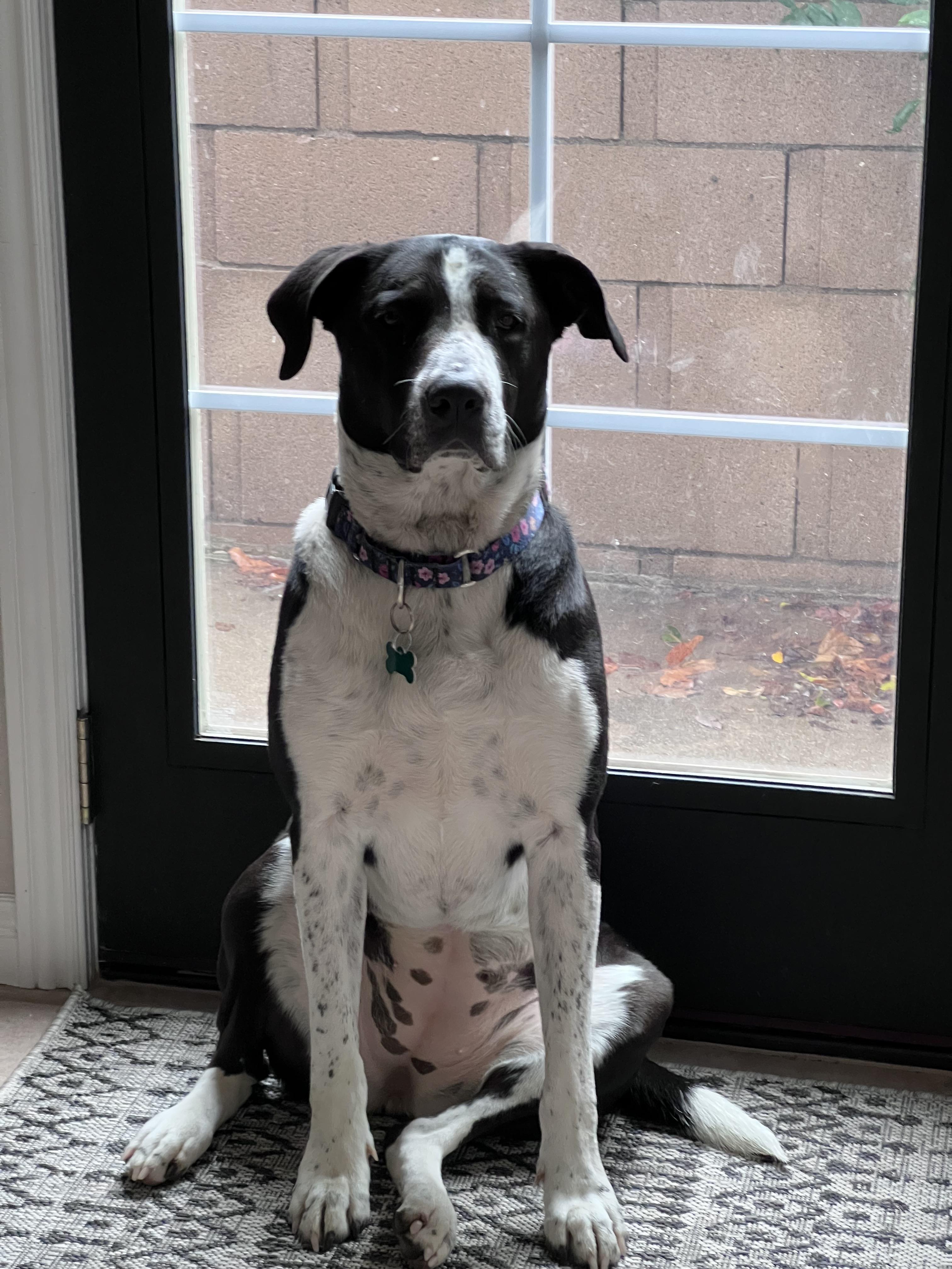 Lola~ Pro Trained And thumbnail 4