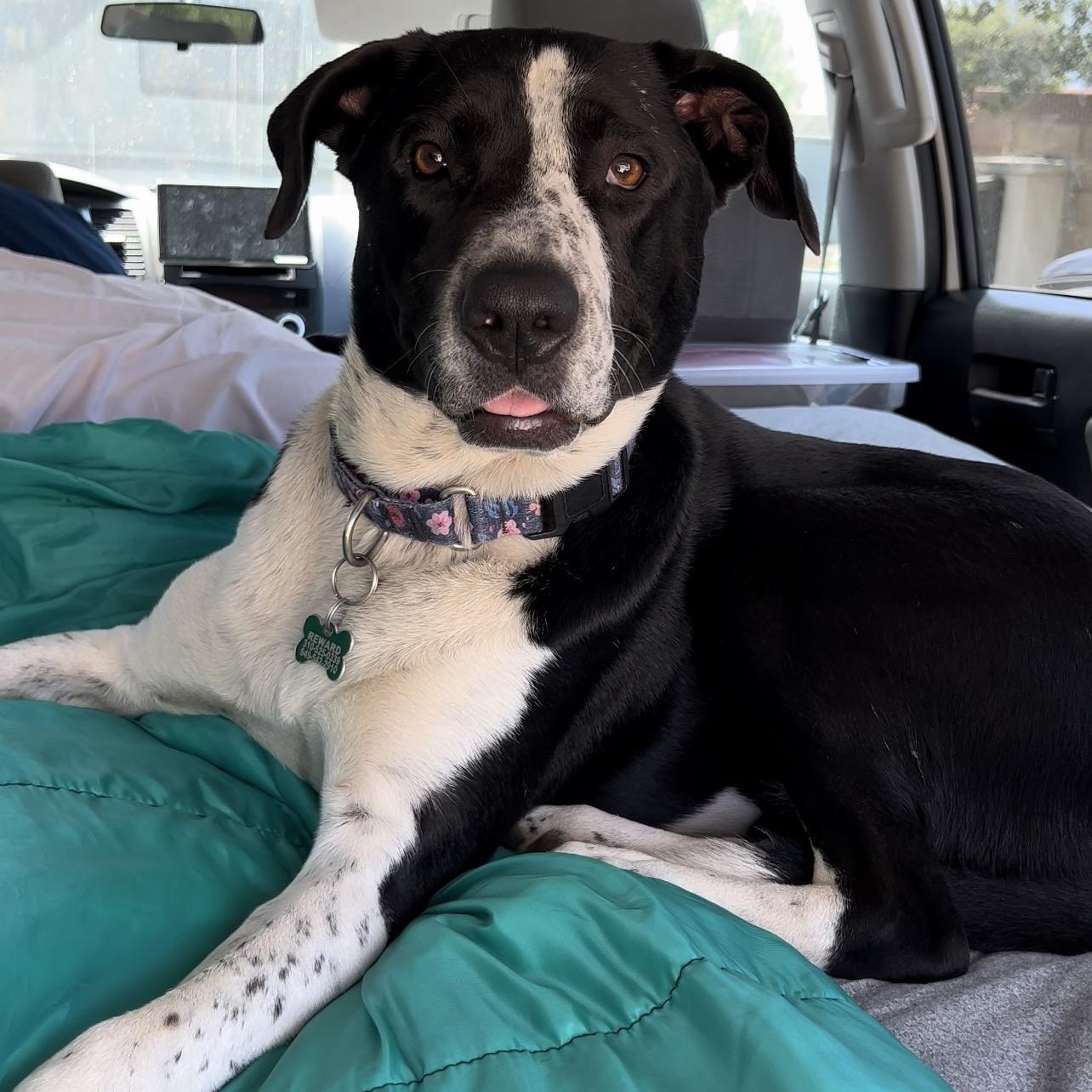 Enlarge Lola~pro trained and affectionate, a Adoptable mixed breed in Wilsonville, OR image 1/6