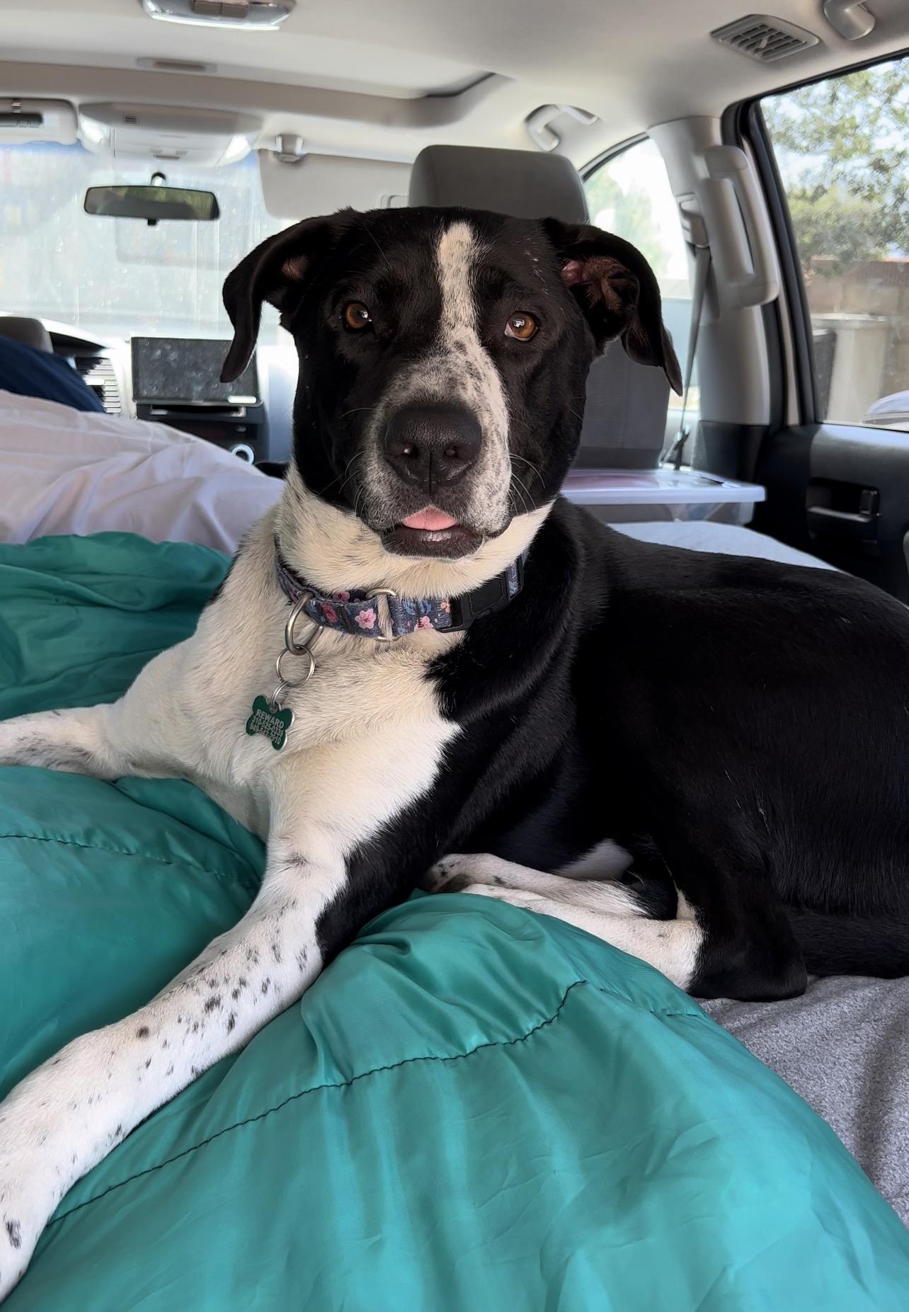 Lola~pro Trained And Affectionate thumbnail 7