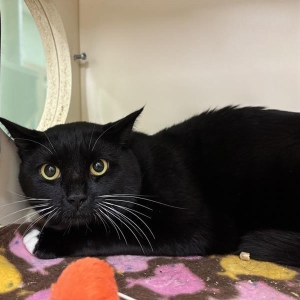 Mr. Bow Tie, Adoptable, Adult Male Domestic Short Hair.