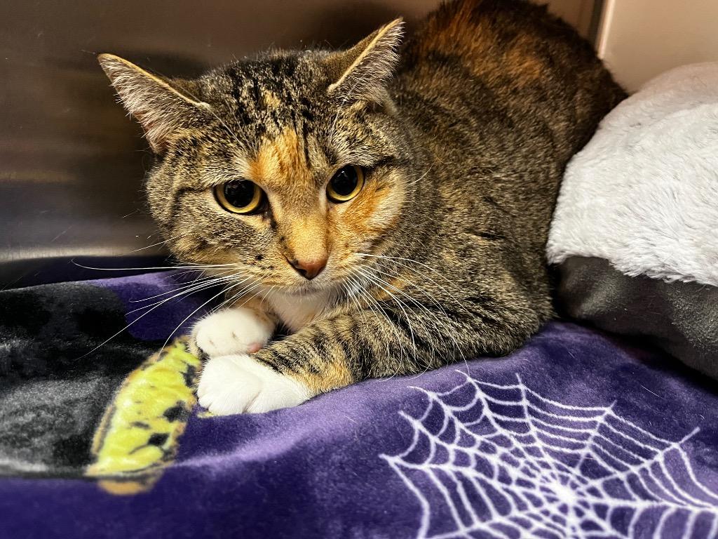 Dylan, Adoptable, Adult Female Domestic Short Hair.