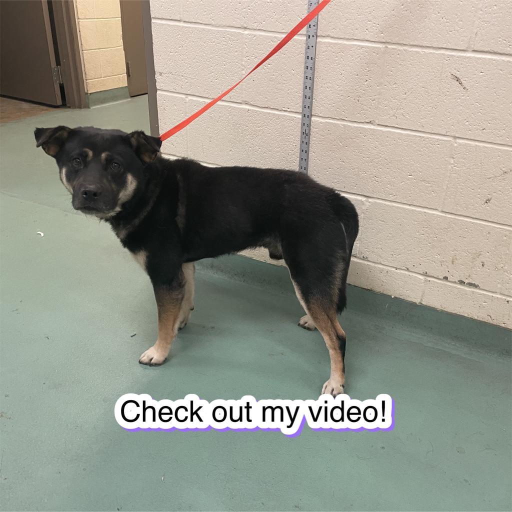 Franky Meatballs, Adoptable, Adult Male Mixed Breed.