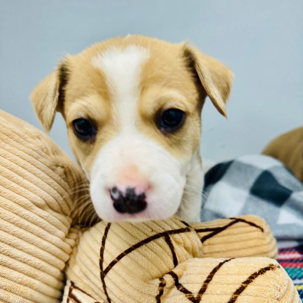 Enlarge Maverick, a Adoptable Mixed Breed in Franklin, NC image 1/6