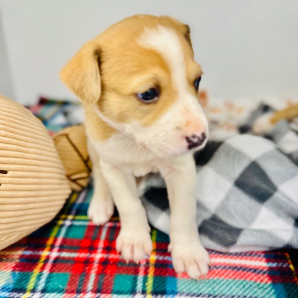 Enlarge Maverick, a Adoptable Mixed Breed in Franklin, NC image 2/6