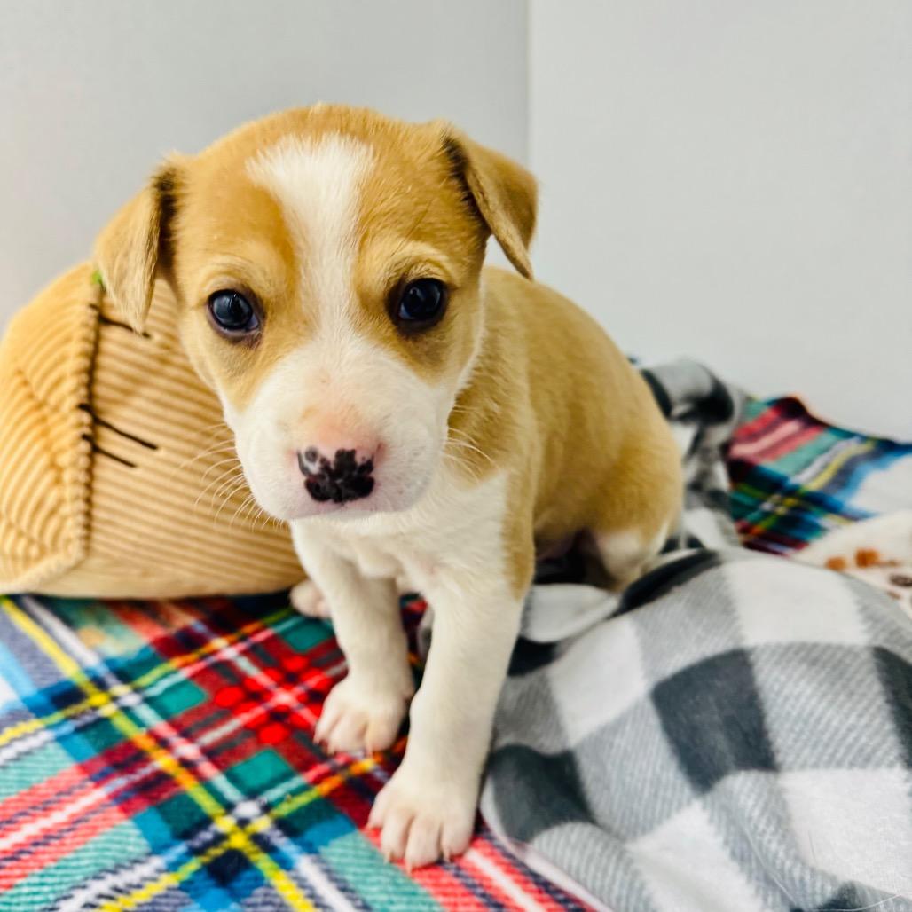 Enlarge Maverick, a Adoptable Mixed Breed in Franklin, NC image 3/6