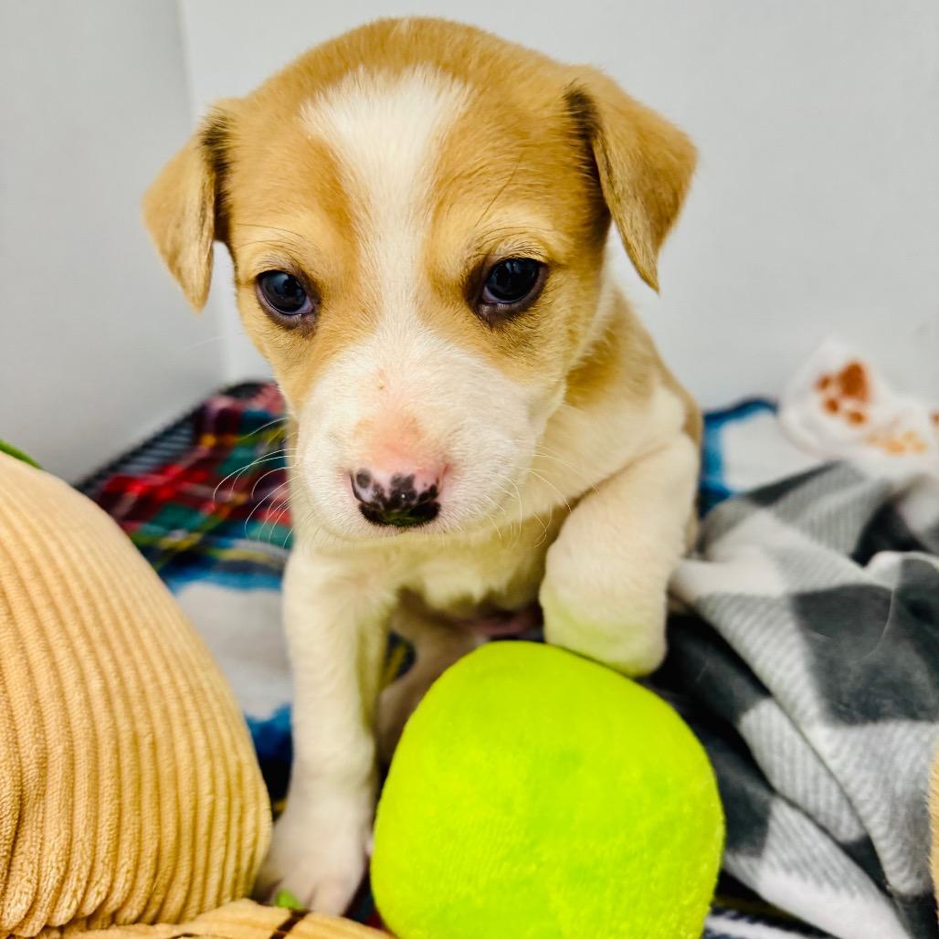 Enlarge Maverick, a Adoptable Mixed Breed in Franklin, NC image 4/6