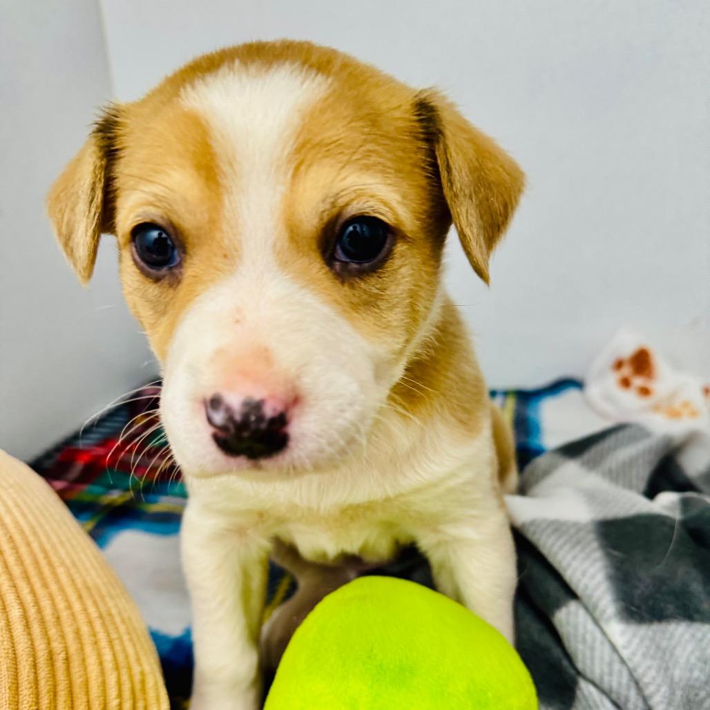 Enlarge Maverick, a Adoptable Mixed Breed in Franklin, NC image 5/6